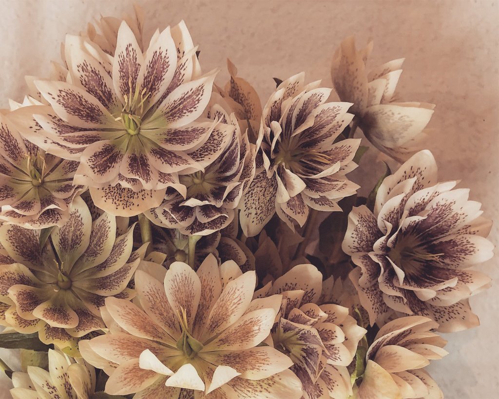 New York Flower Group