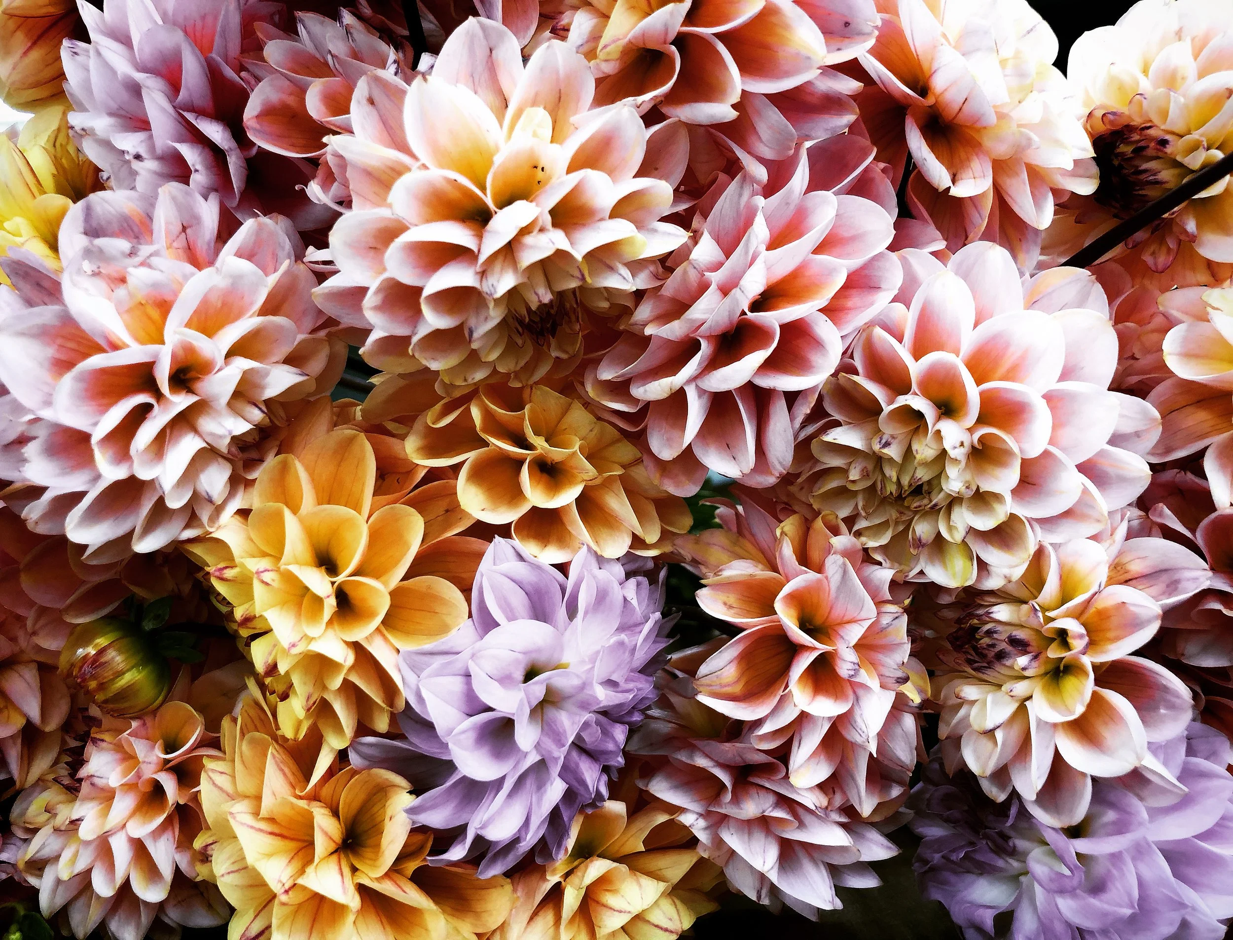 About — New York Flower Group