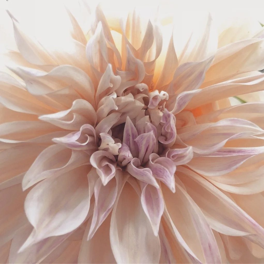 New York Flower Group