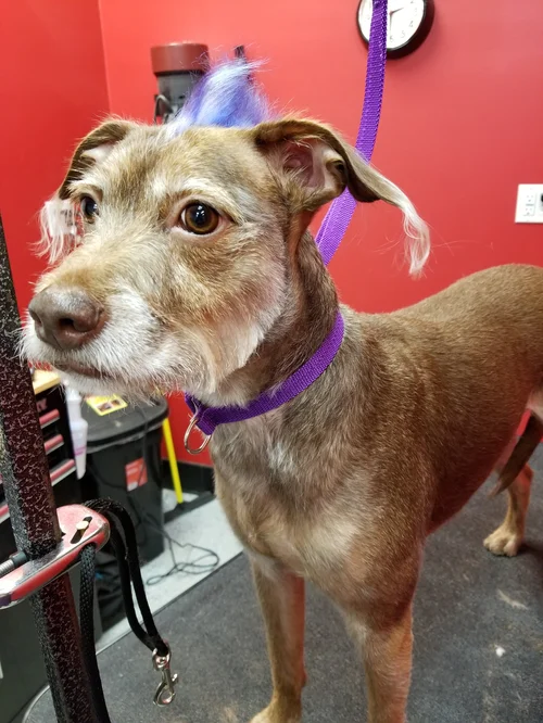 Dogg Oddities, pet groomer in Torrance, photo 6 of 8