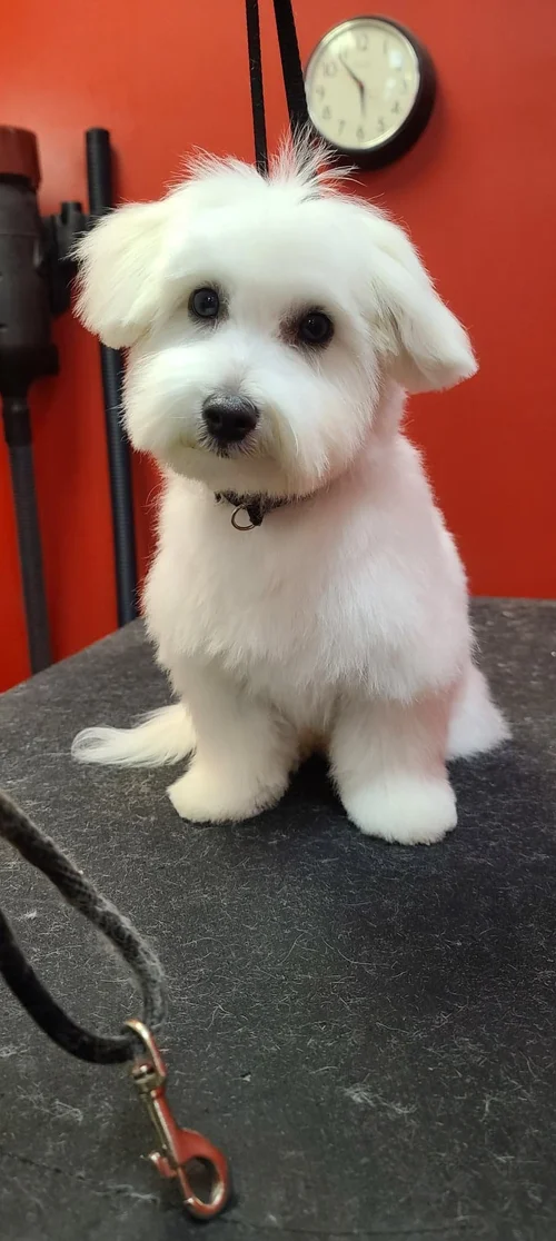 Dogg Oddities, pet groomer in Torrance, photo 5 of 8