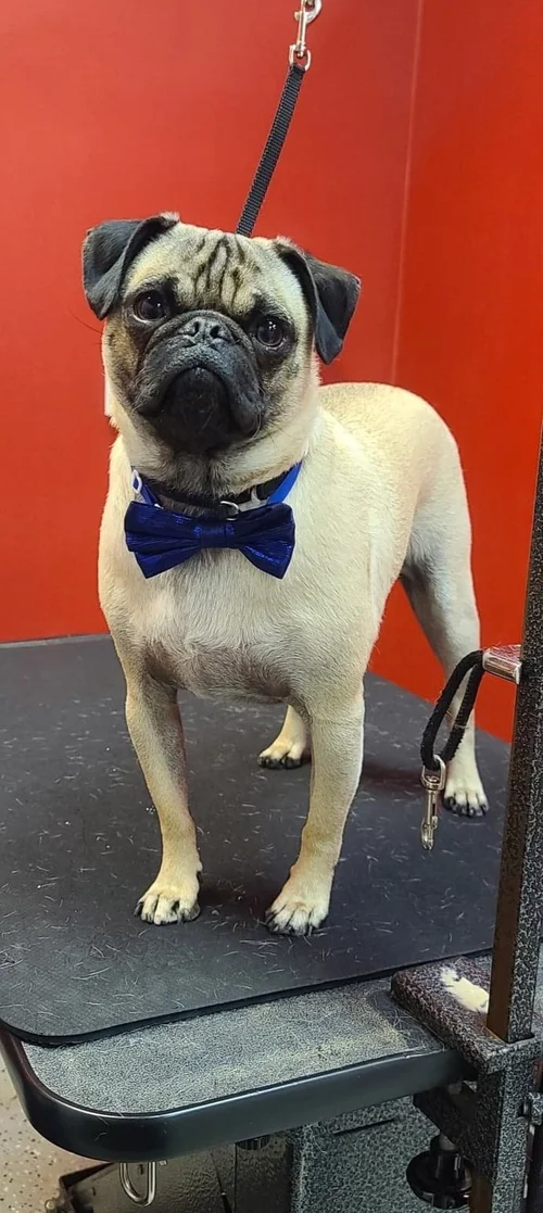 Dogg Oddities, pet groomer in Torrance, photo 4 of 8