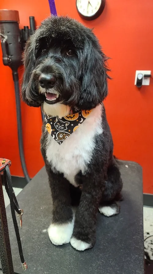 Dogg Oddities, pet groomer in Torrance, photo 3 of 8