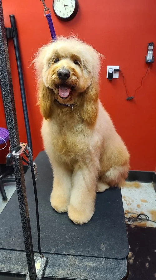 Dogg Oddities, pet groomer in Torrance, photo 8 of 8