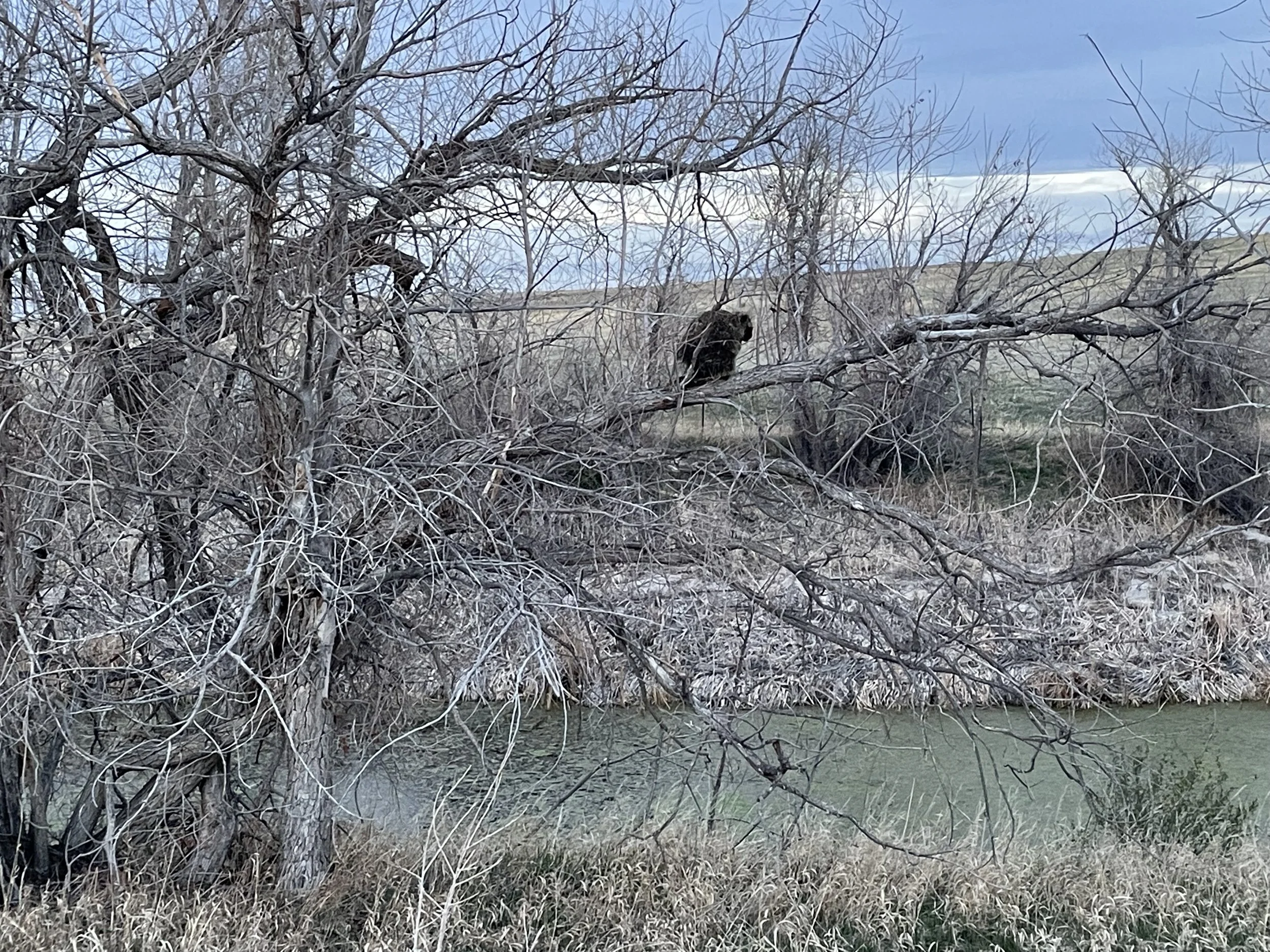 IMG_3197.jpeg