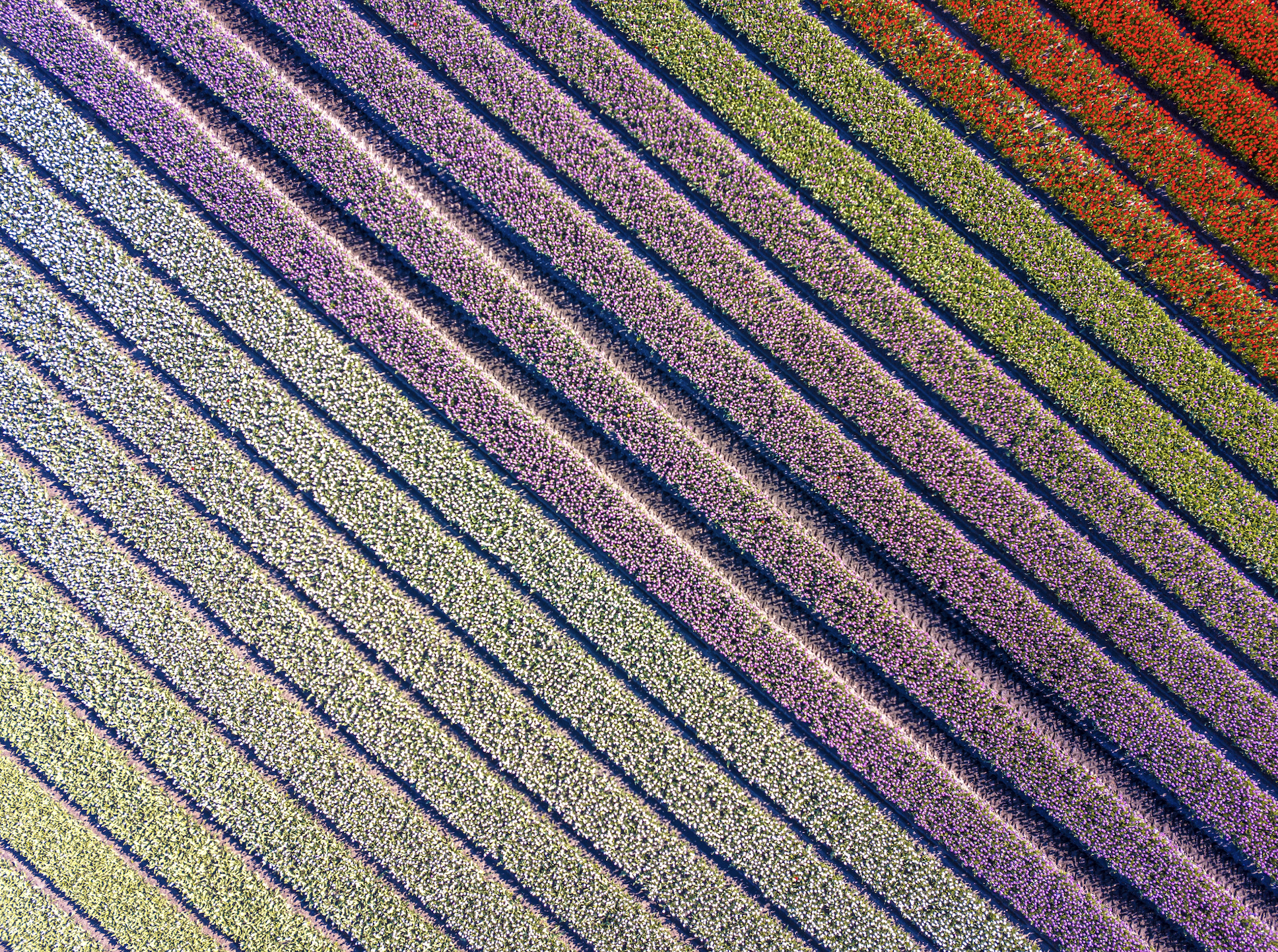 AMBIANCE Delivers on Standardization