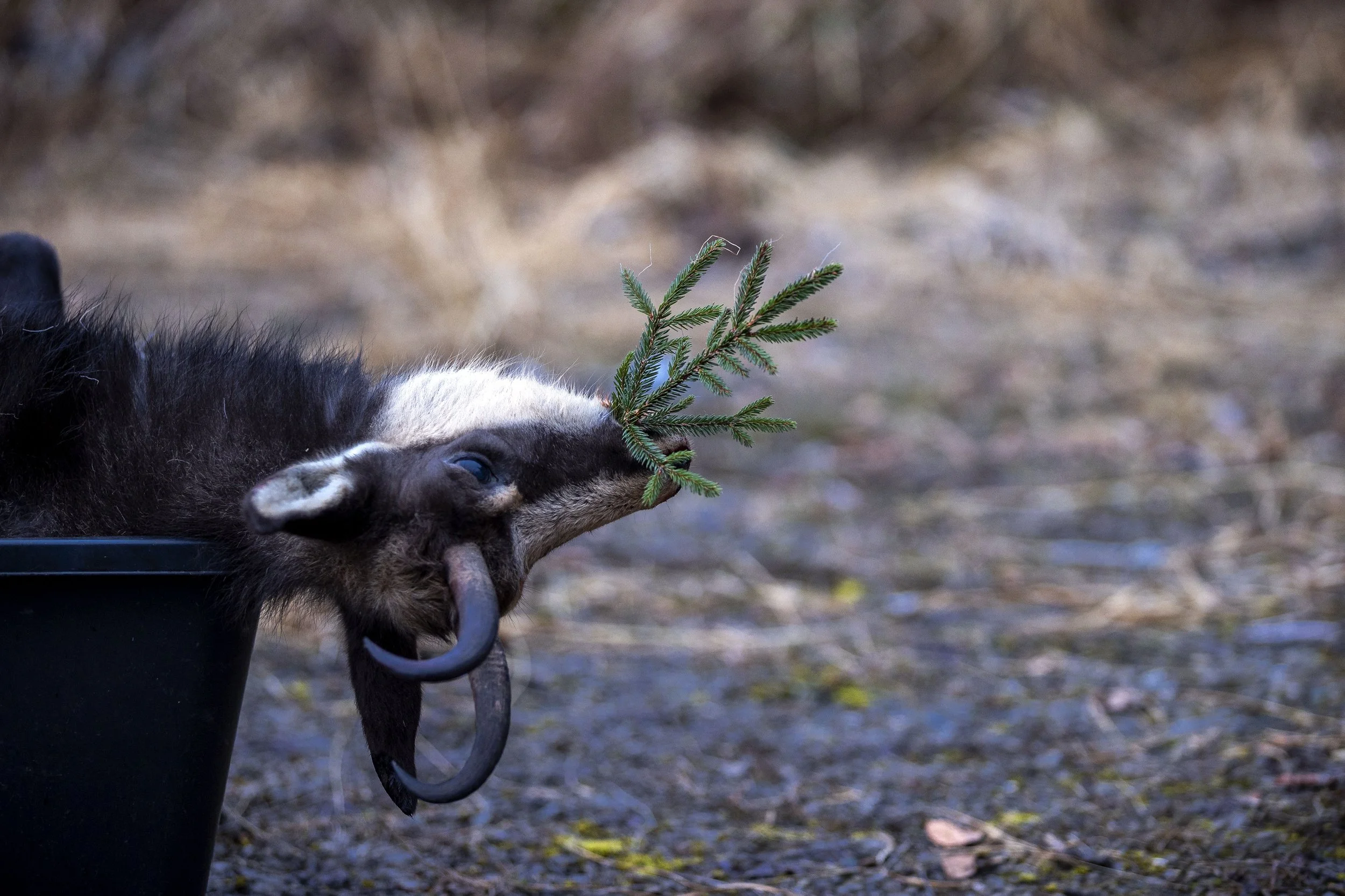 Wild-Dinner