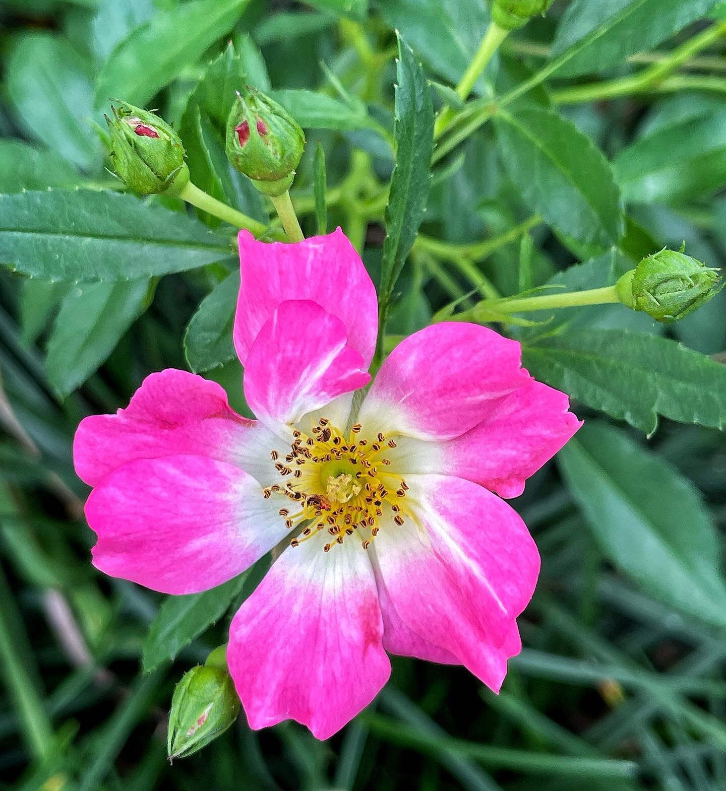 Happy fall equinox from East Texas, where the drought has broken in time for the surviving flowers to give praise to the Sun, even as He moves further away, incrementally, each day&hellip;
.
When you feel like resisting change, remember these ellipti