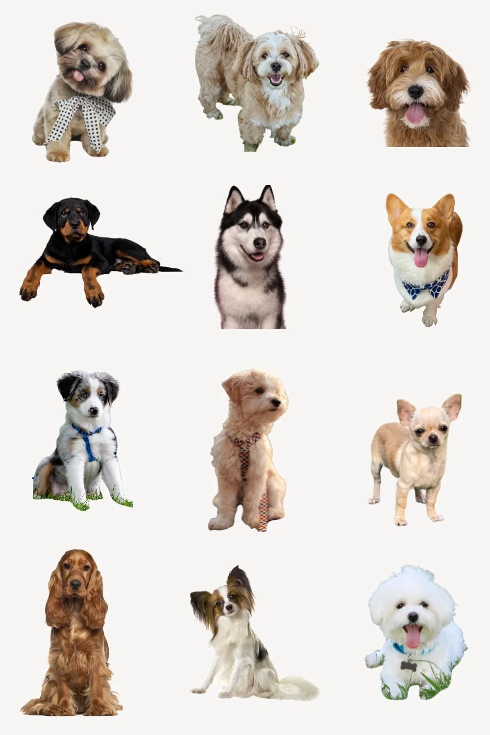 Best Pet Names for Dogs: Cute and Sweet Name Ideas