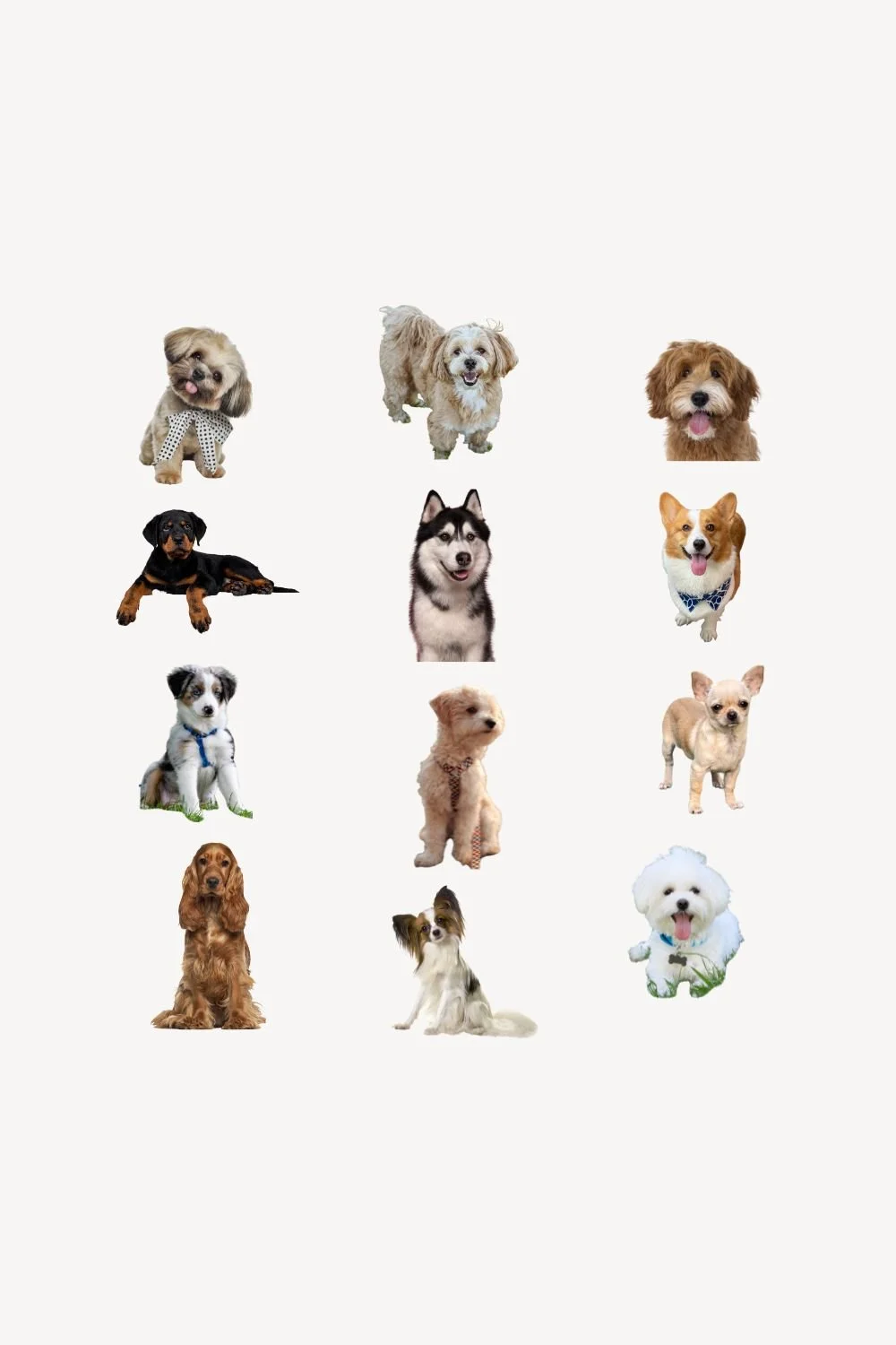 Best Pet Names for Dogs: Cute and Sweet Name Ideas