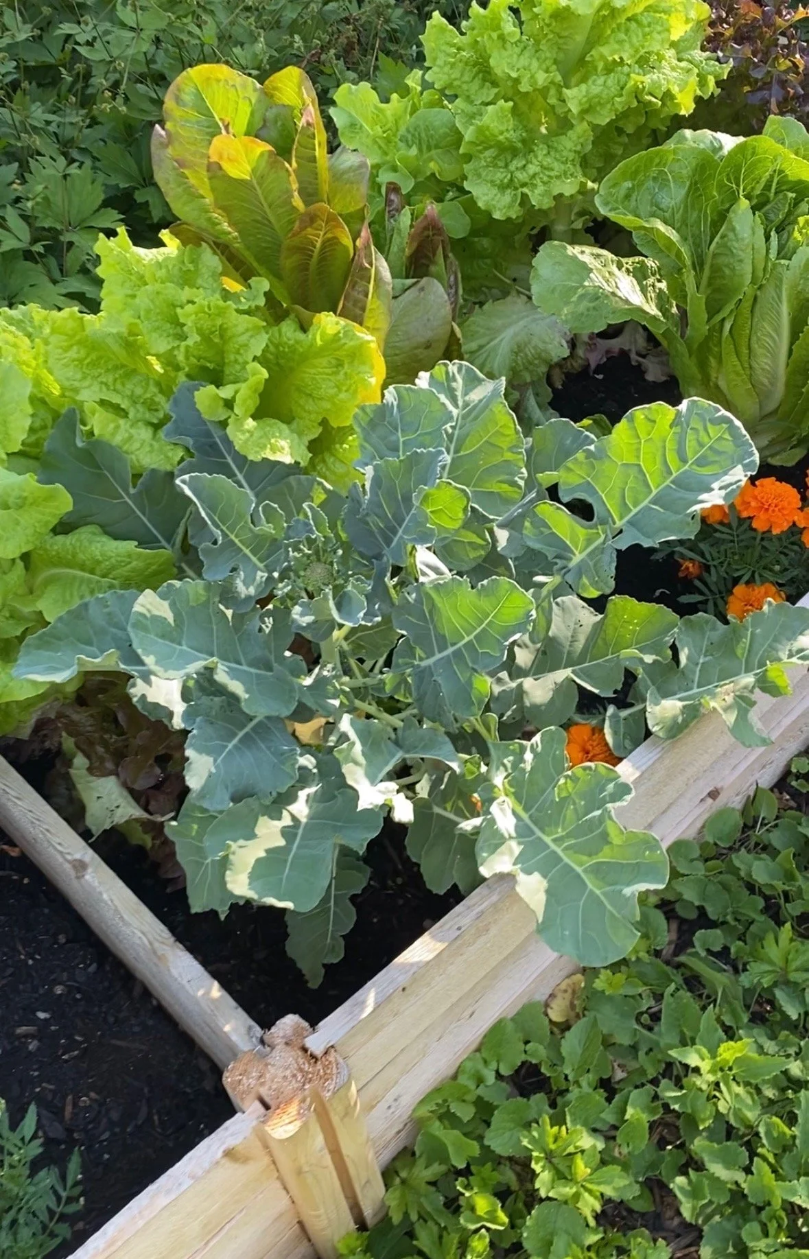 greenes fence raised garden bed review lettuce and kale