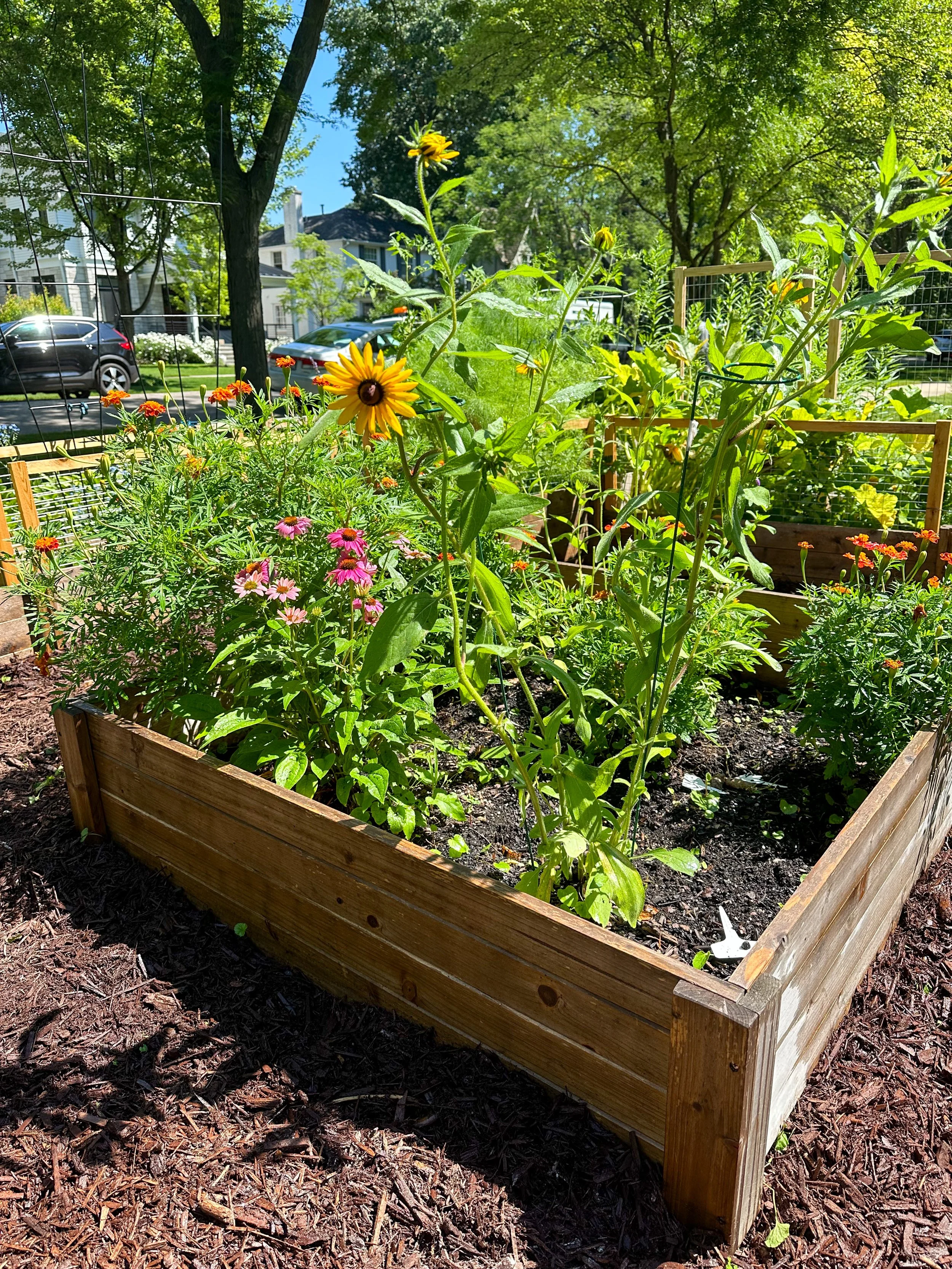 raised beds in garden