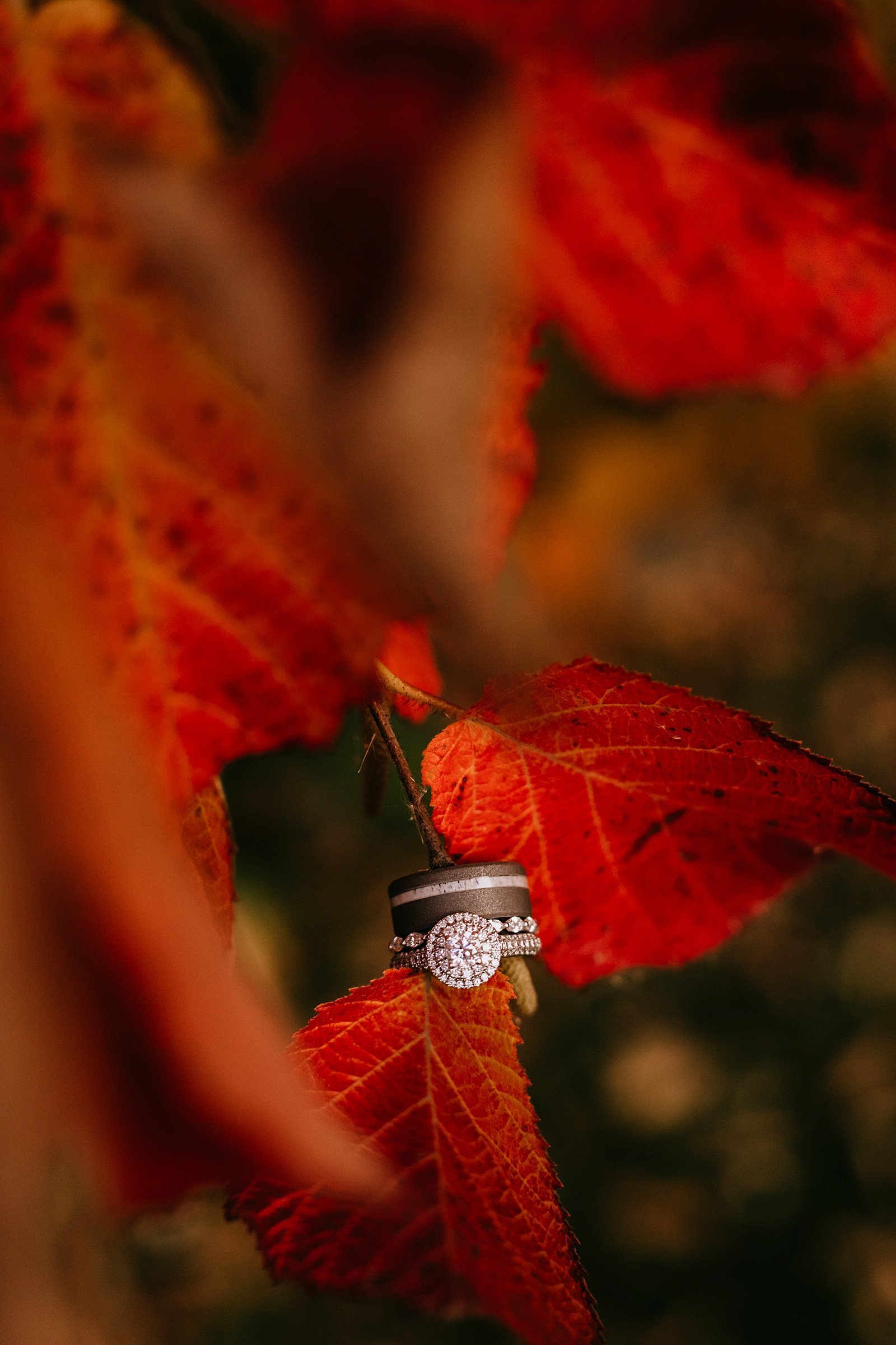  Two engagement rings on a red leaf by Minneapolis wedding photographer McKenzie Berquam 