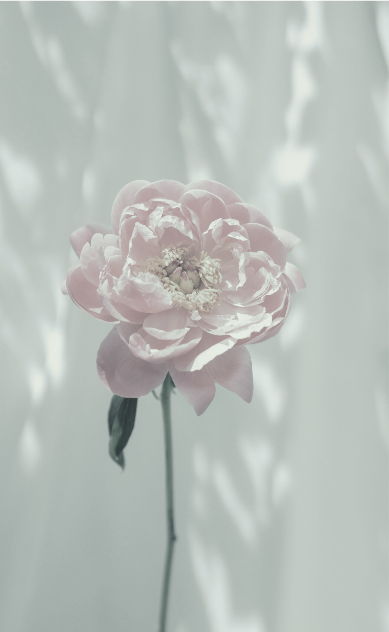 A light pink peony flower in bloom with a simple background of blurred shadows.