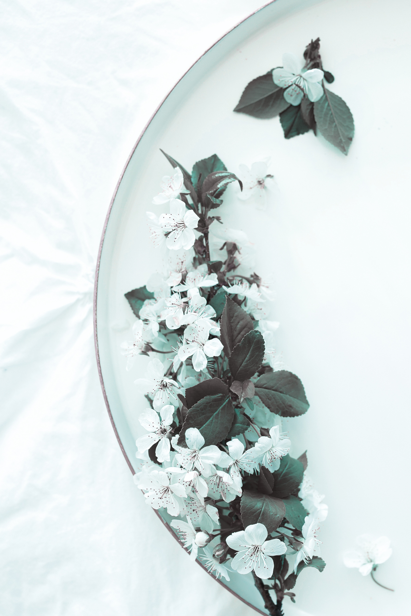 A round mirror or glass surface with a border, decorated with white cherry blossoms and green leaves, placed on a white textured background.