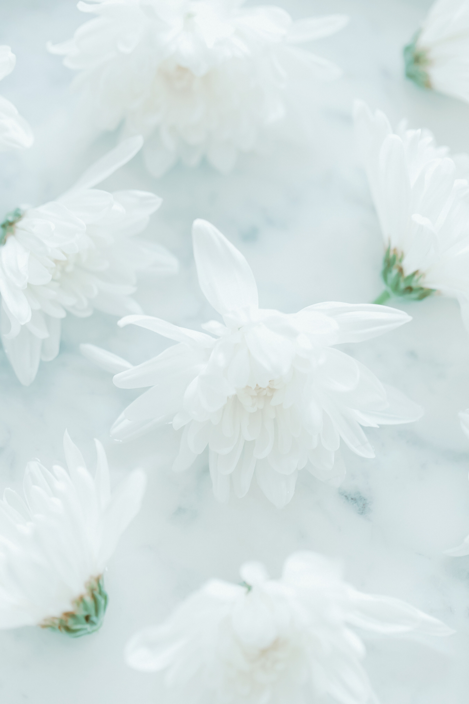White chrysanthemum flowers floating in a white, milky liquid.