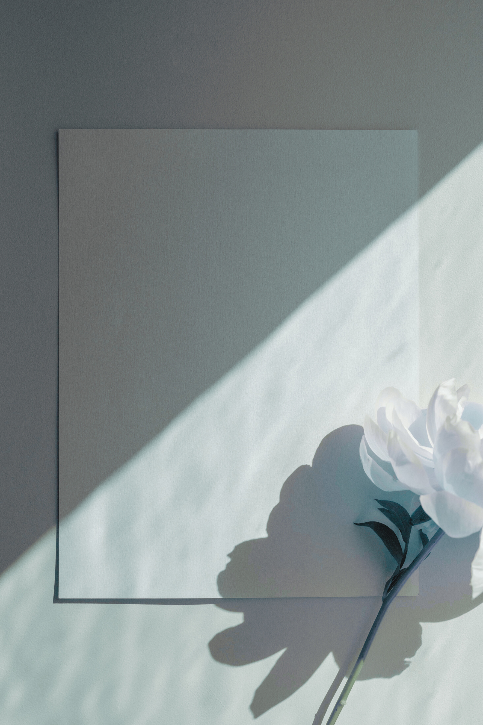 White flower with green leaves casting a shadow on a light-colored surface, next to a square piece of paper.
