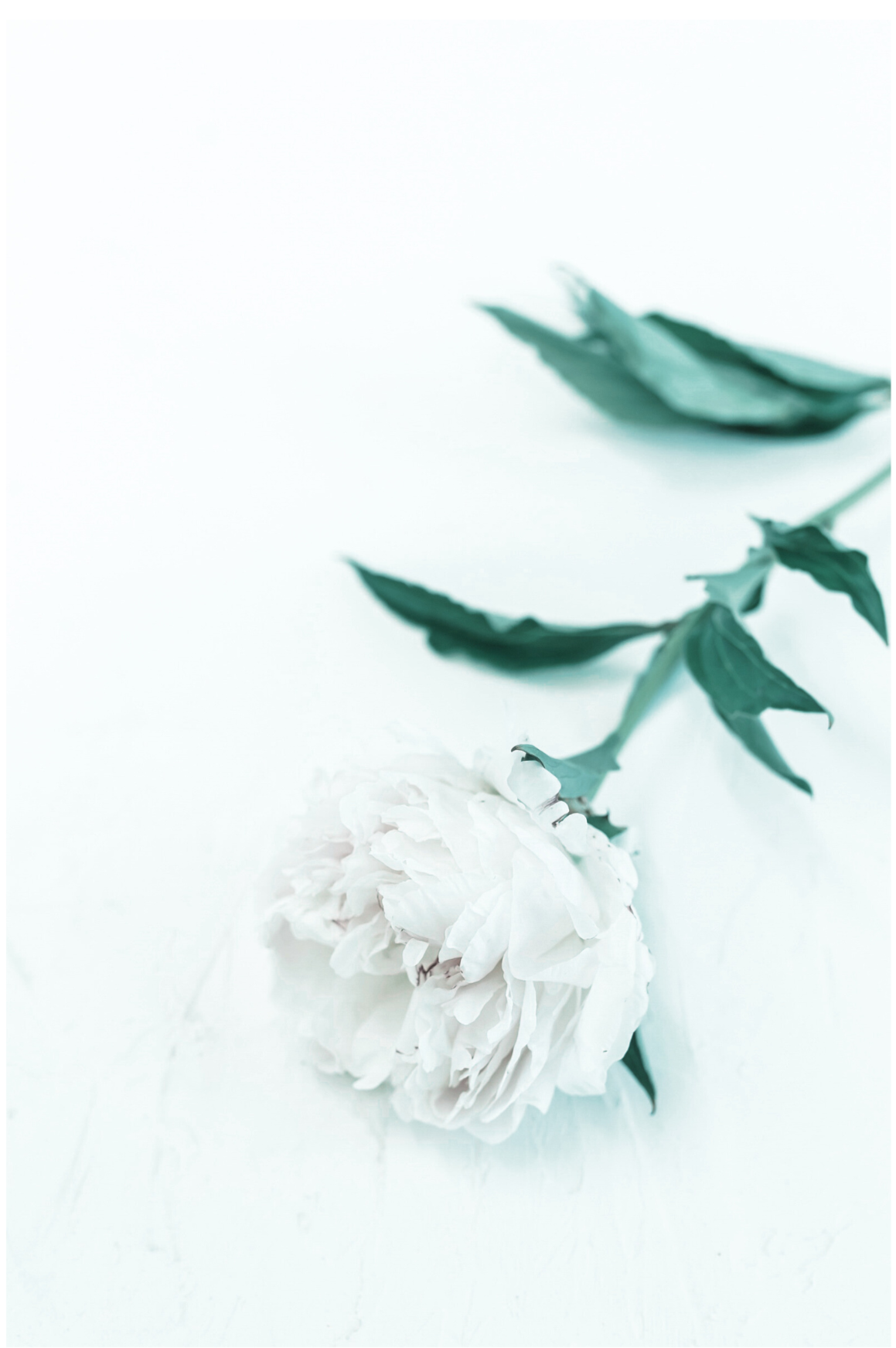A white peony flower with green leaves lying on a white surface.