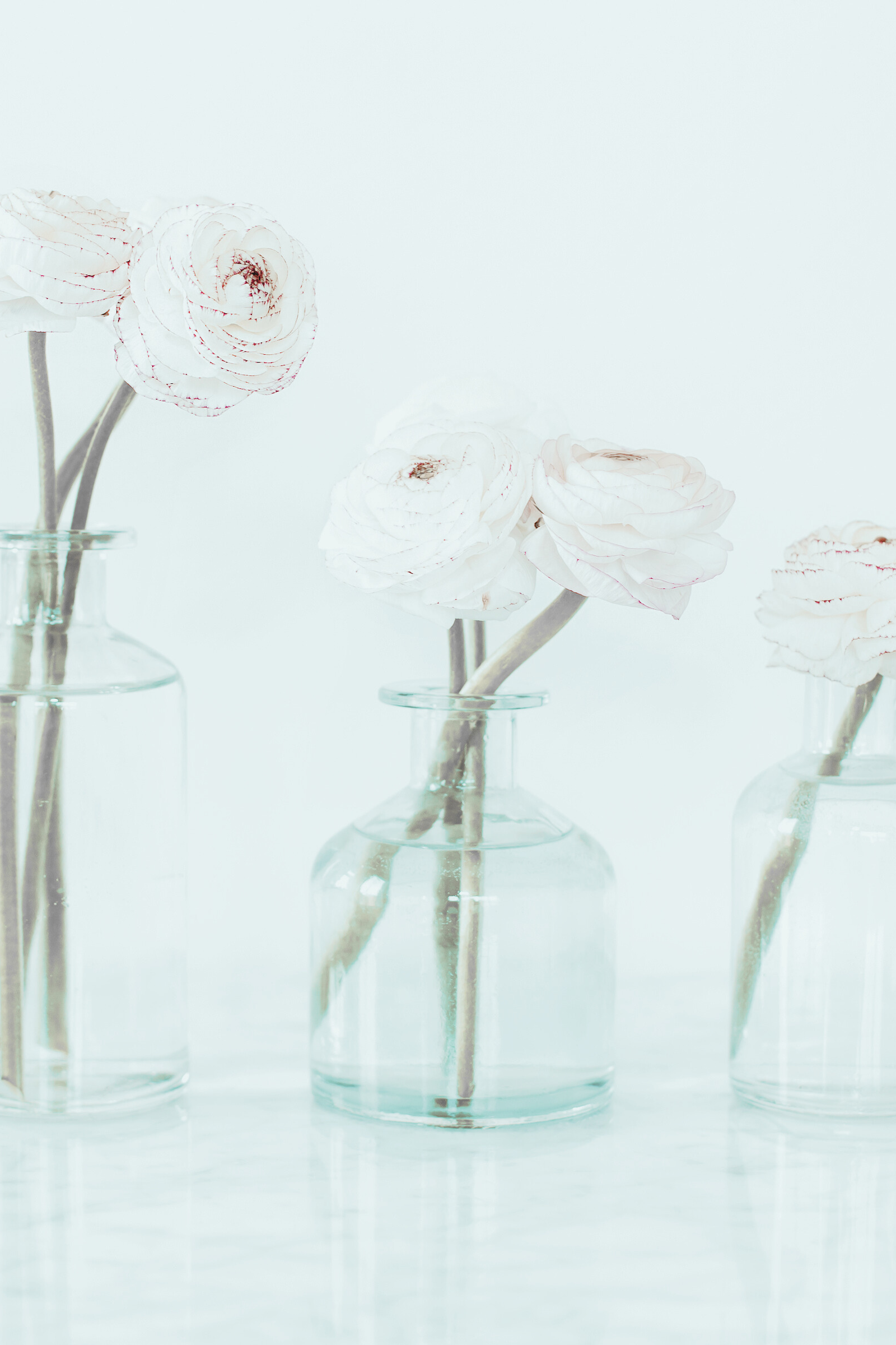 Three clear glass vases each holding white ranunculus flowers with red streaks on the petals, arranged on a light surface against a white background.