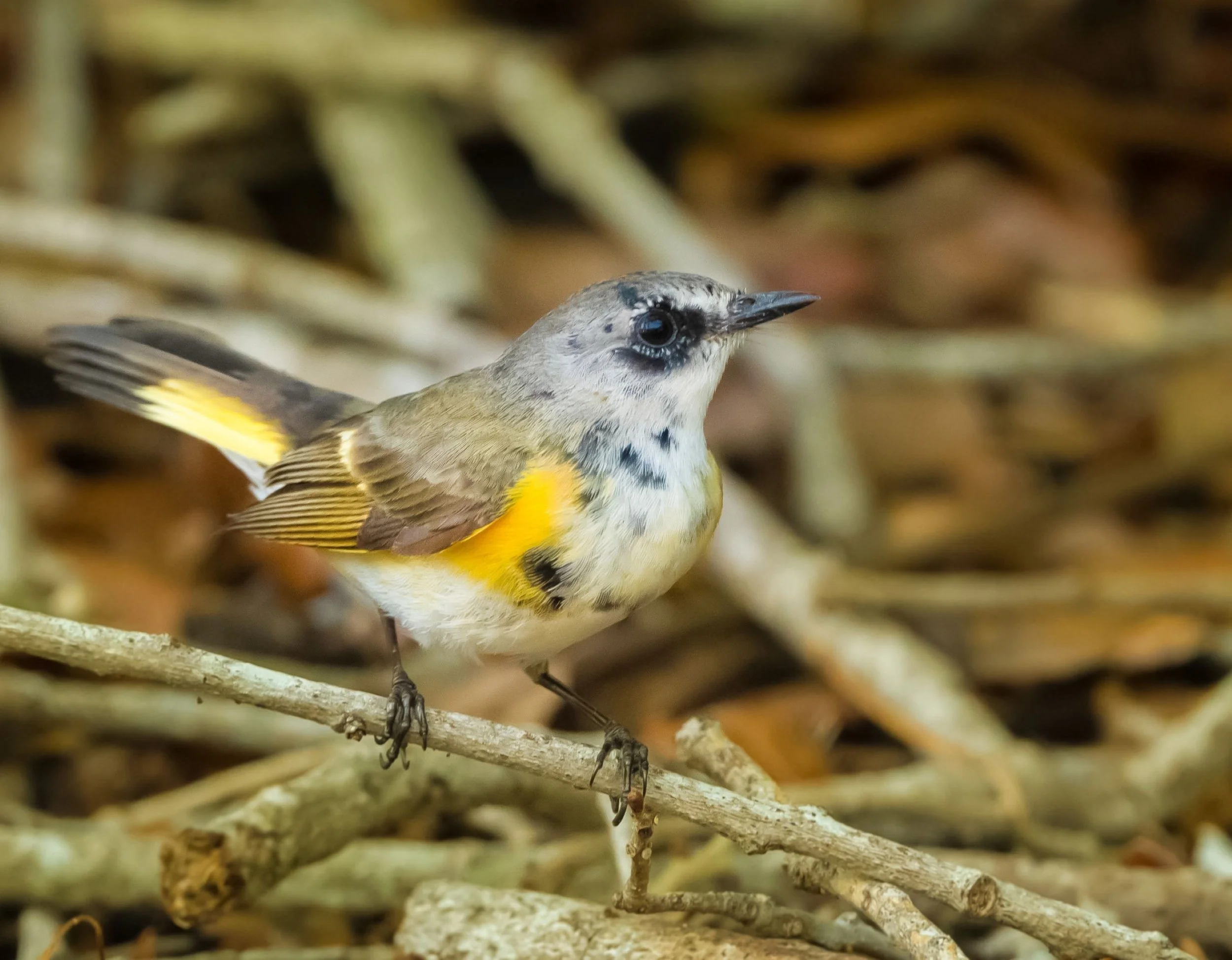 americanredstartjuvenile.jpg