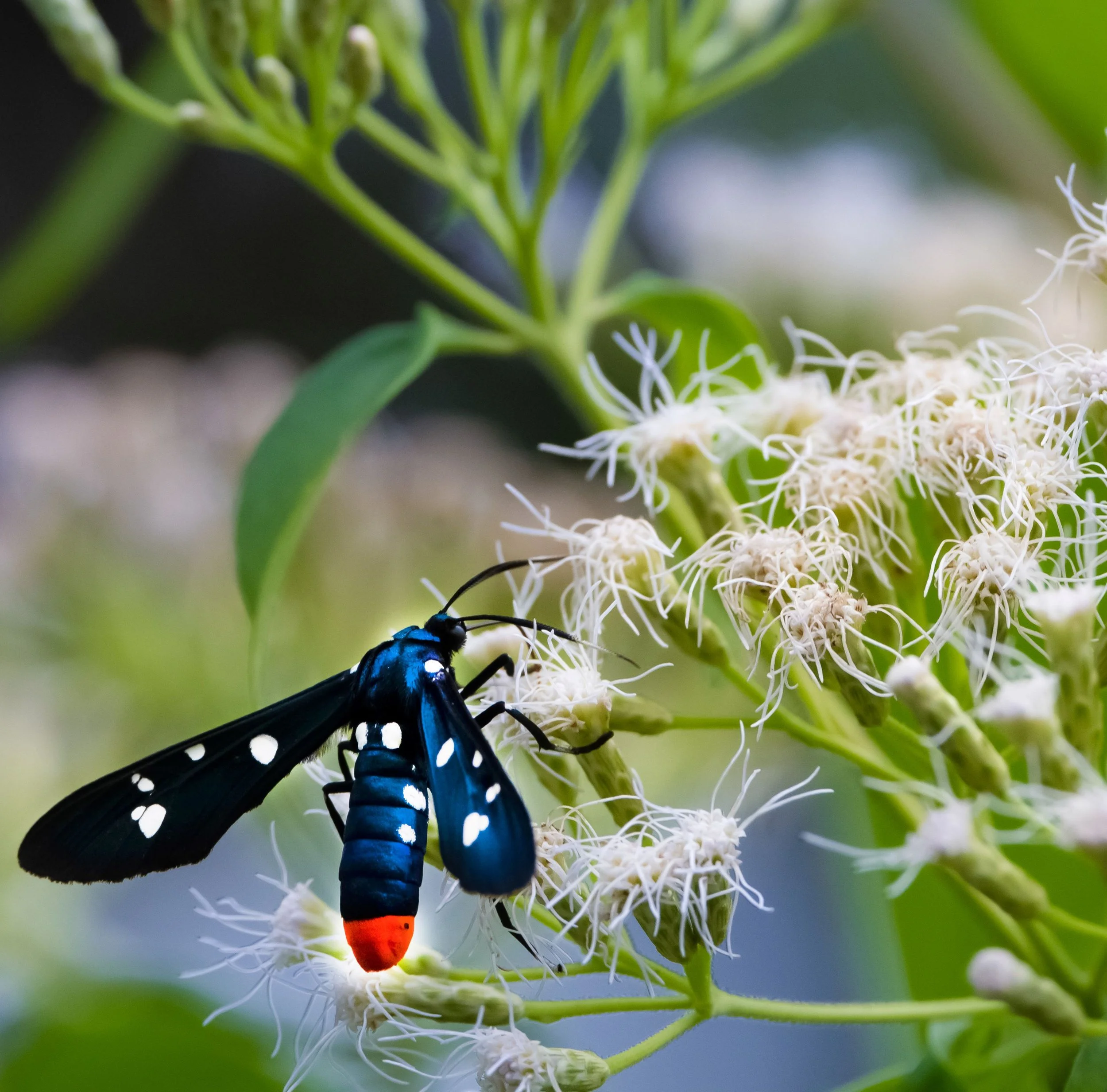 polkadotwaspmoth.jpg