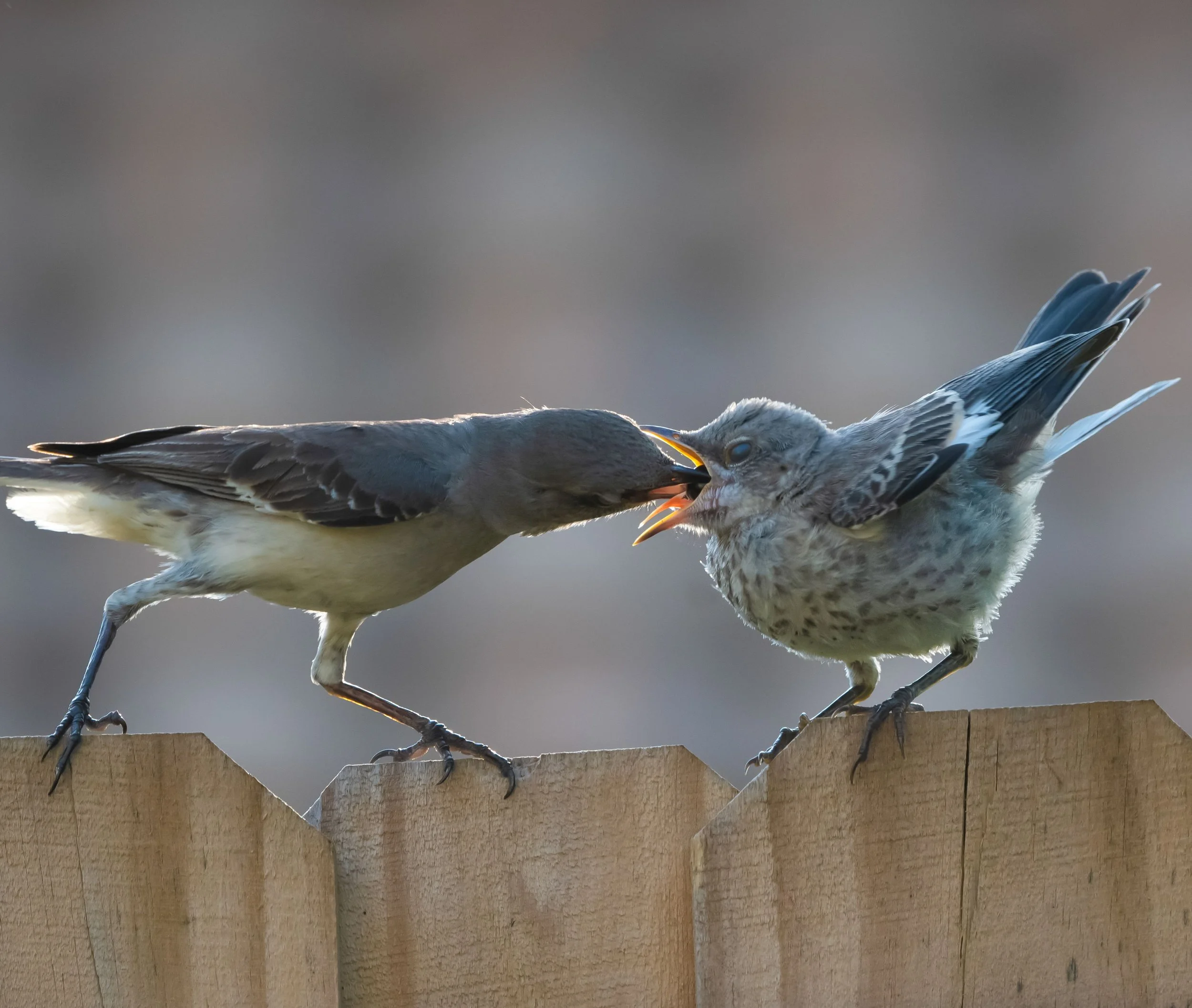 mockingbirds23a.jpg