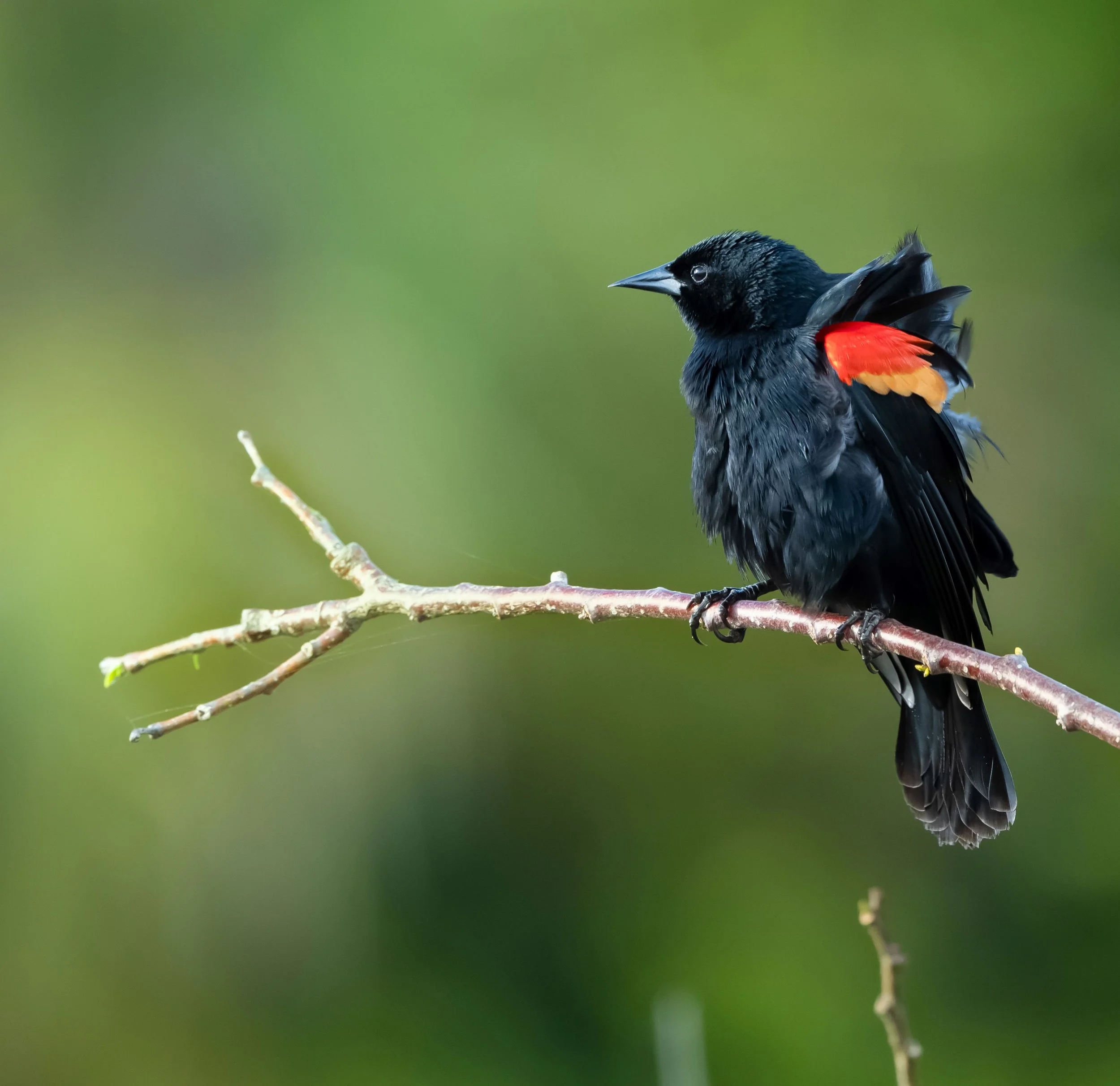 redwingedblackbird.jpg
