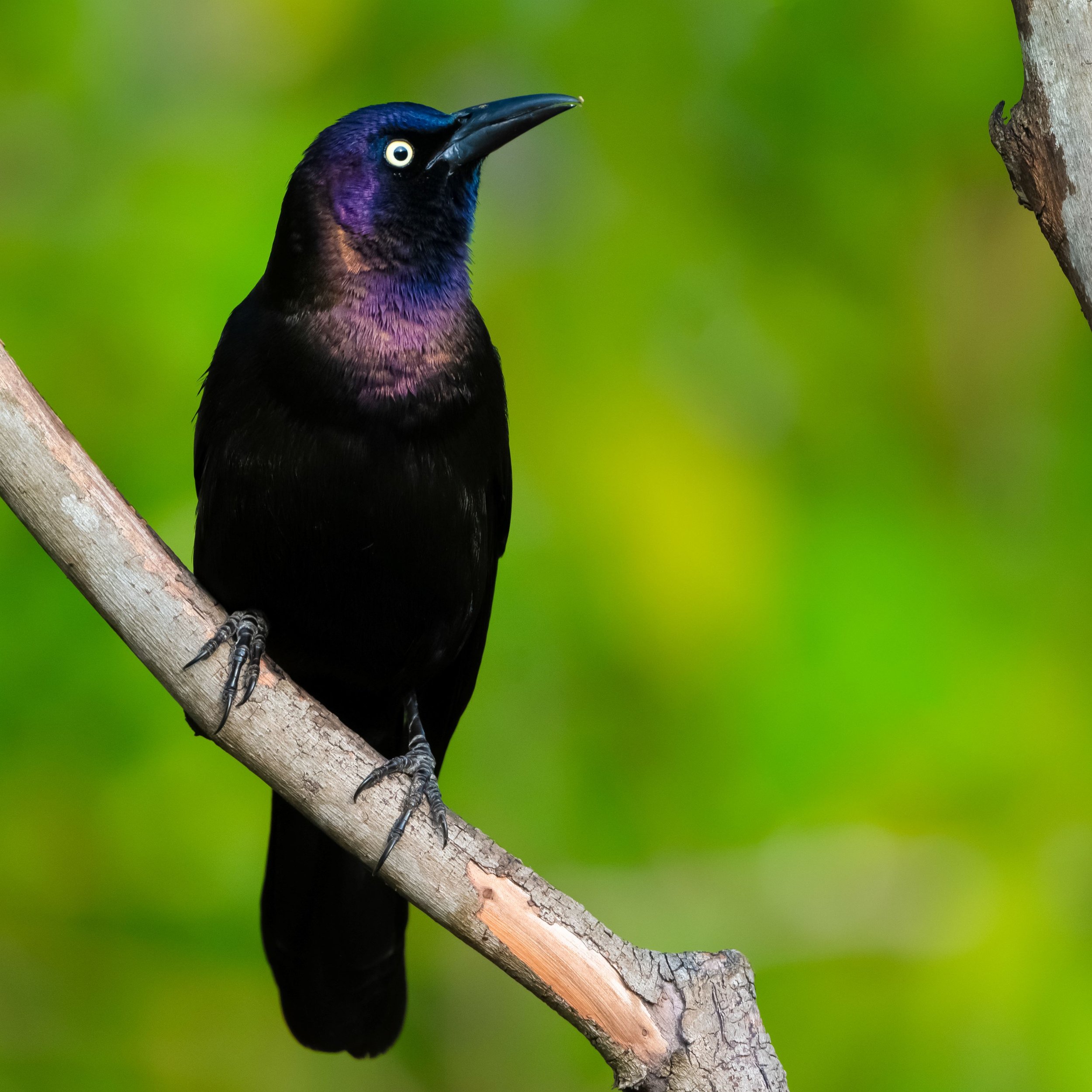 grackle.jpg