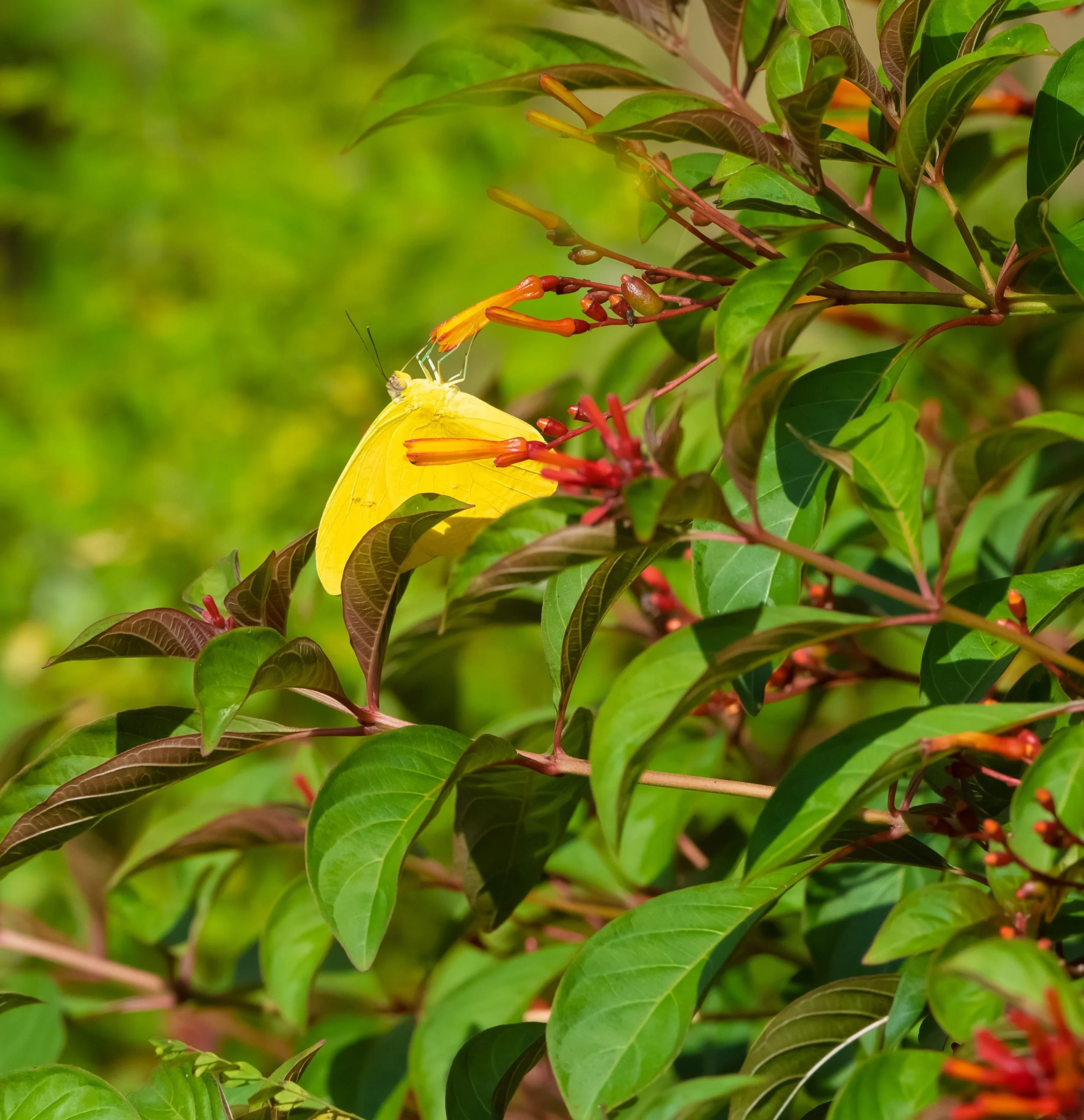 orangebarredsulphur.jpg