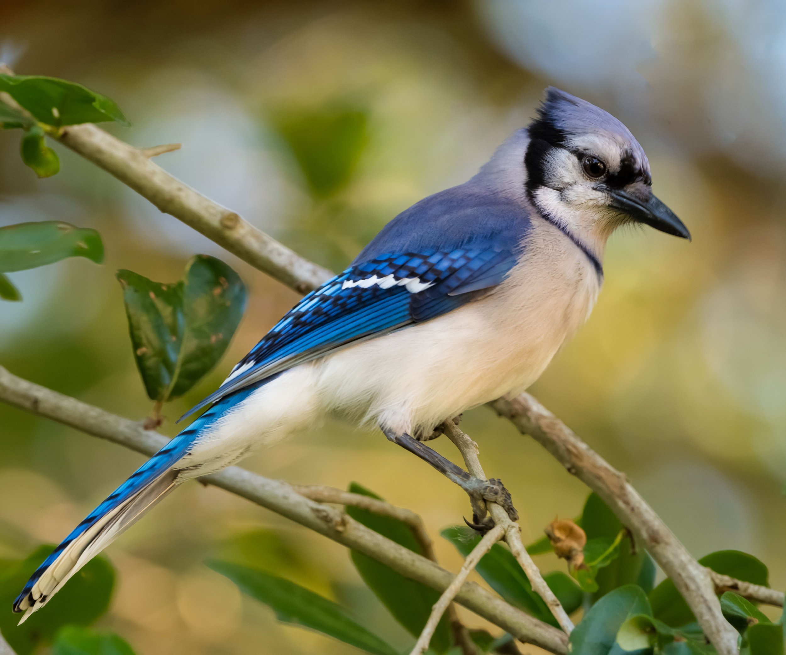 bluejay.jpg
