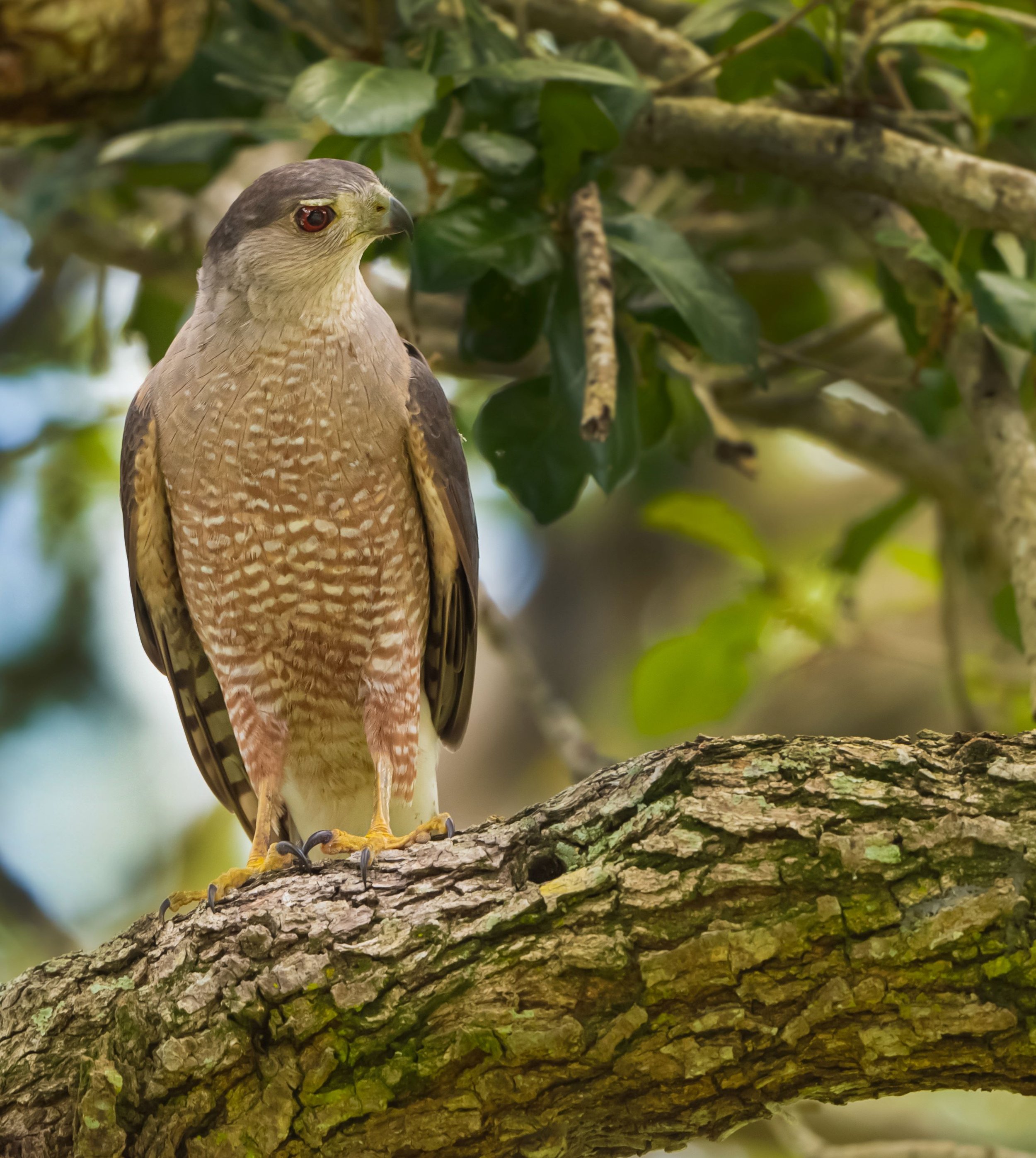 coopershawk.jpg