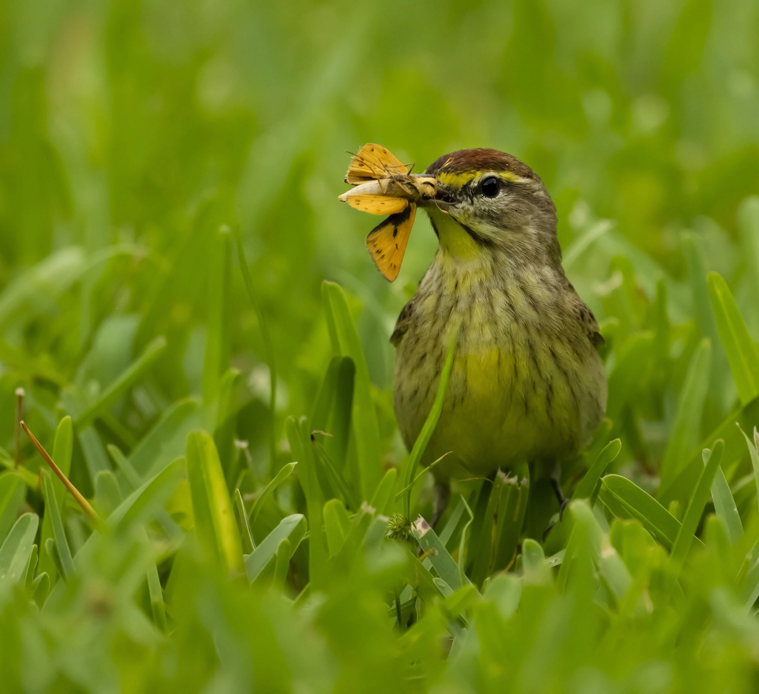 palmwarbler24.jpg