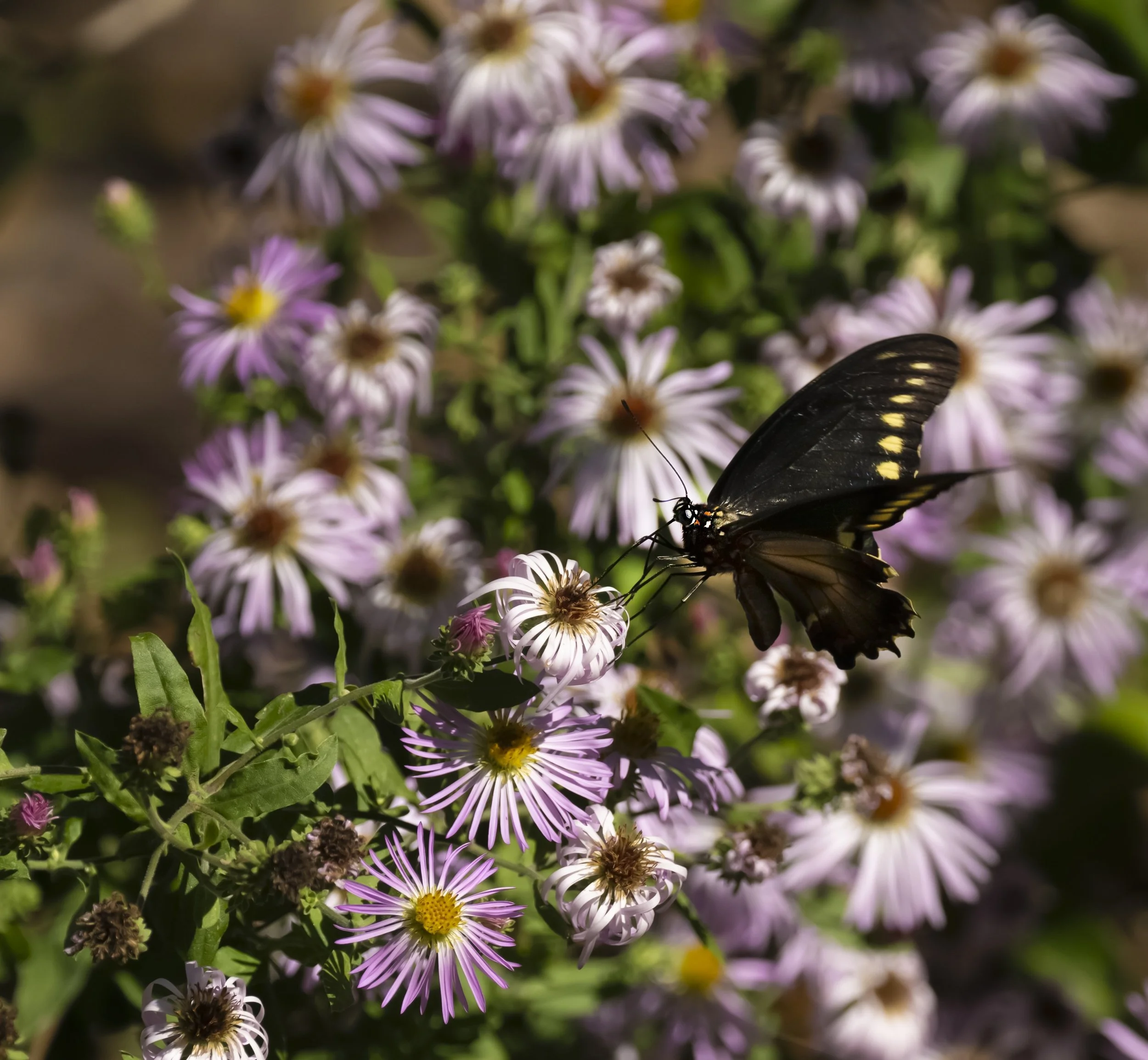 swallowtailonaster24.jpg