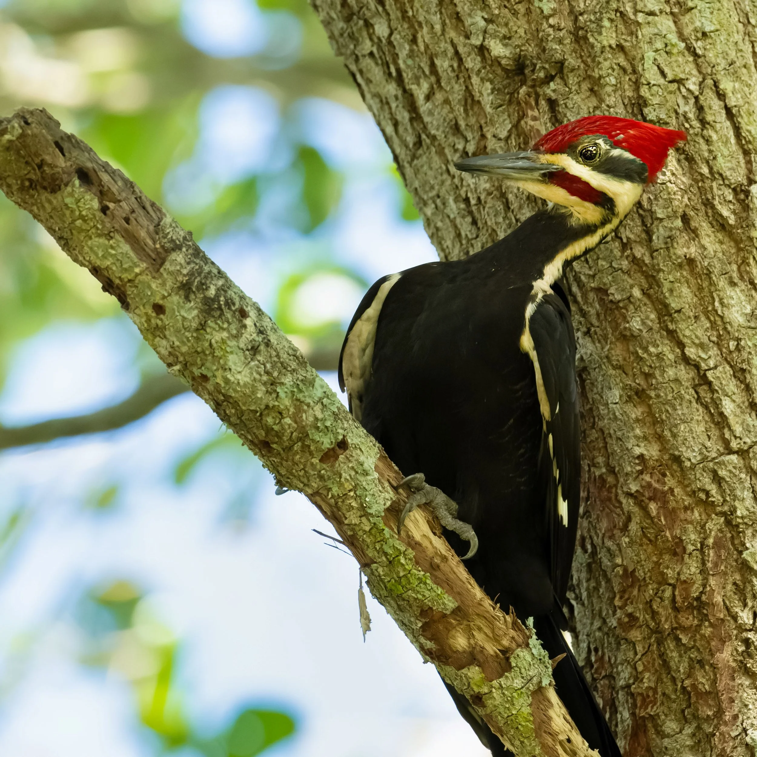 pileatedwoodpecker.jpg