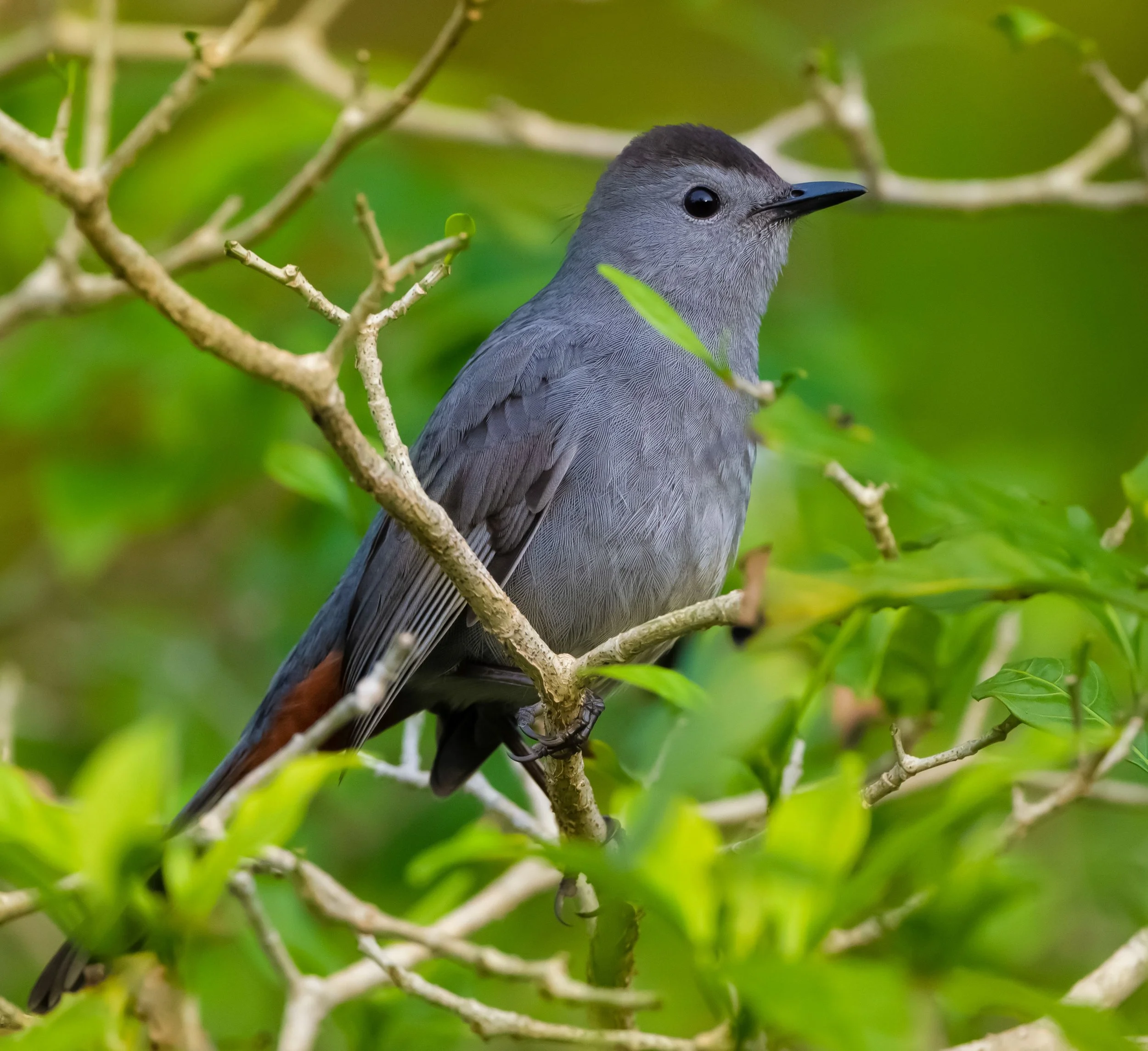 graycatbird23.jpg
