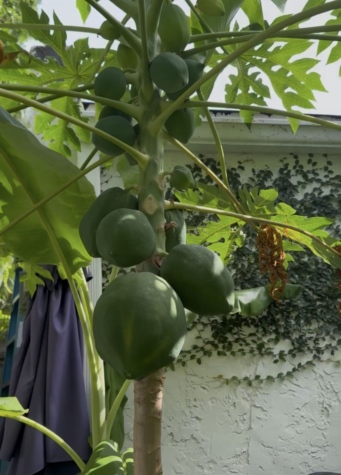 Garden 3 - Papaya.PNG
