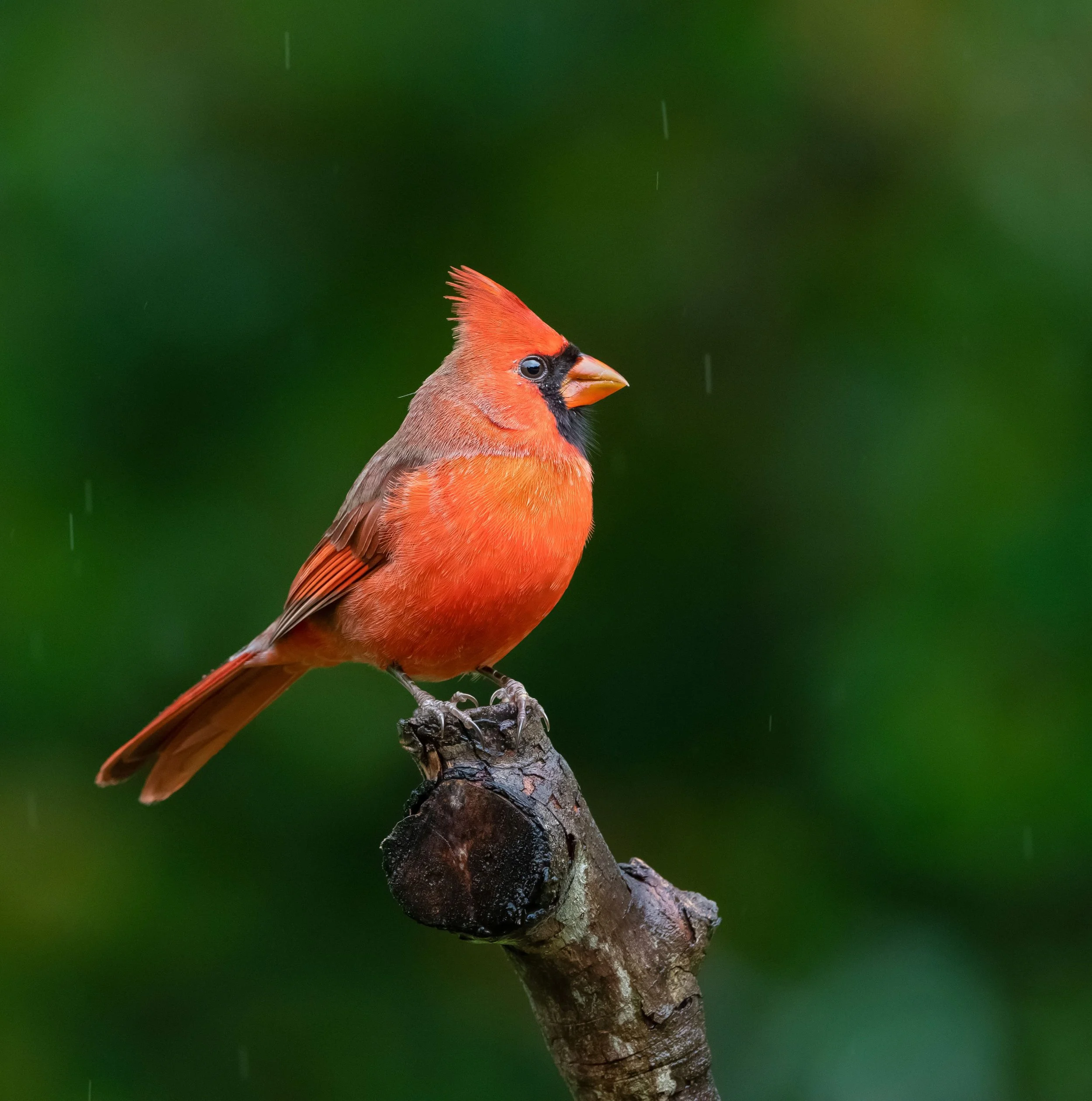 cardinalrain24.jpg