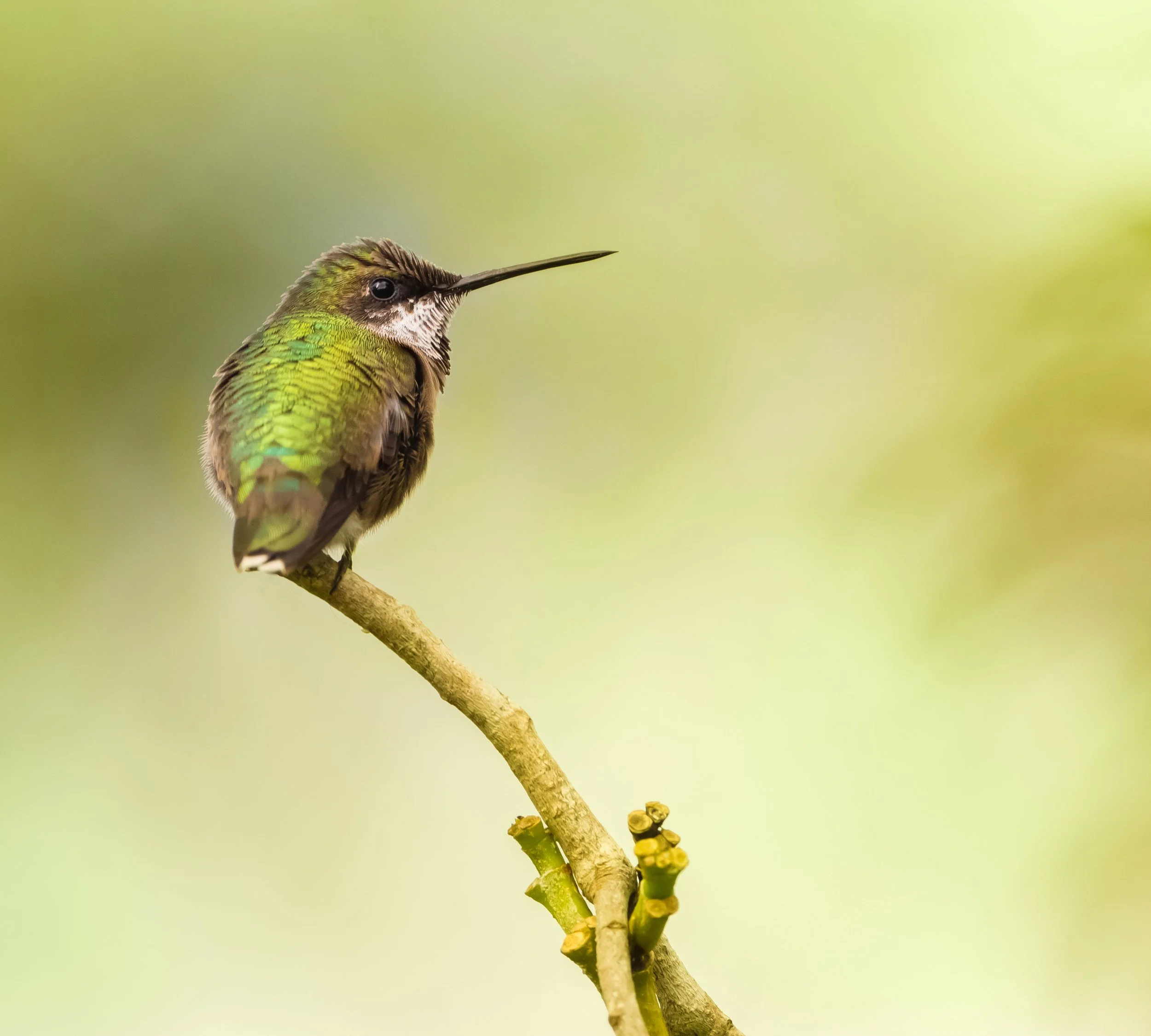 Bird & Butterfly Garden