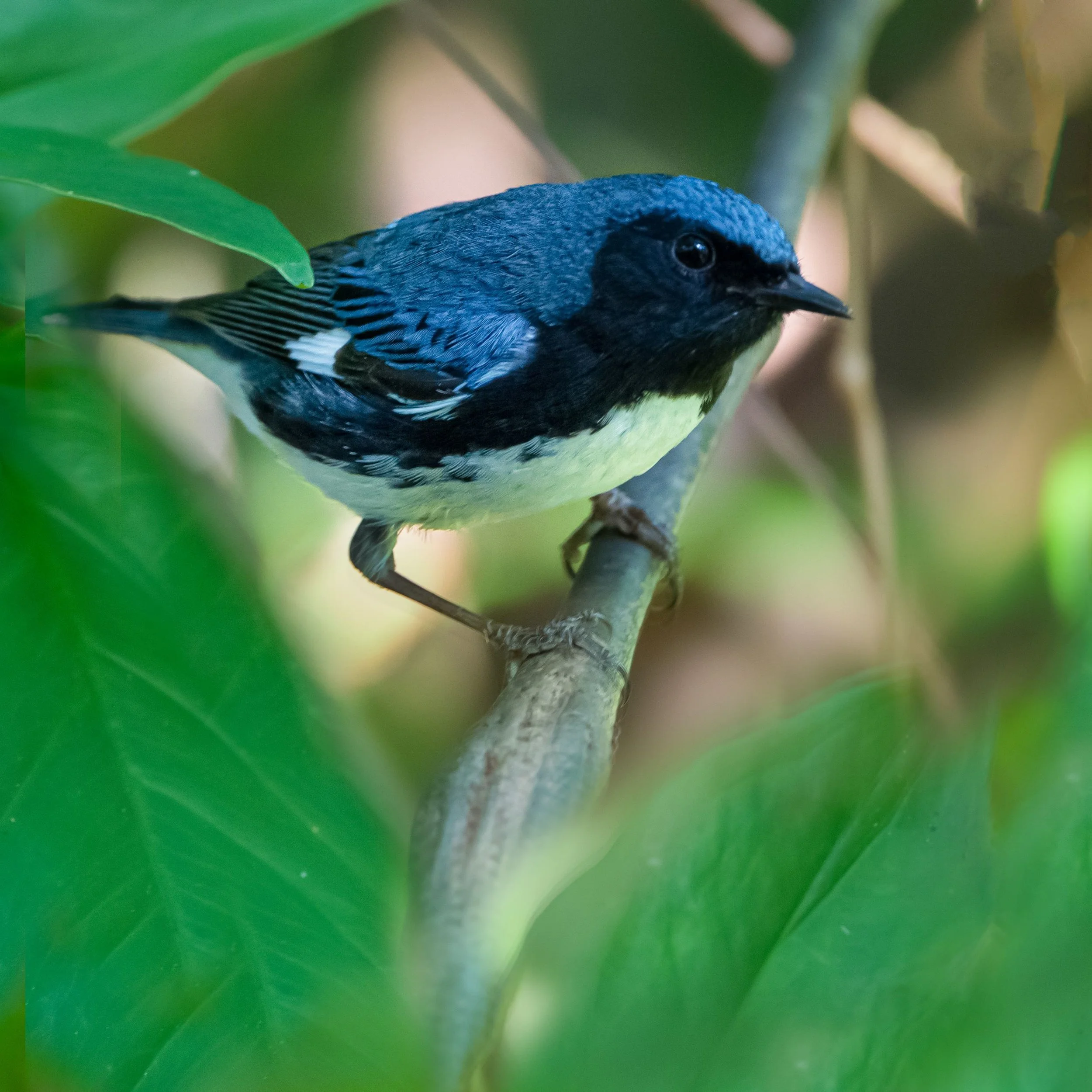 blackthroatedbluewarbler23.jpg