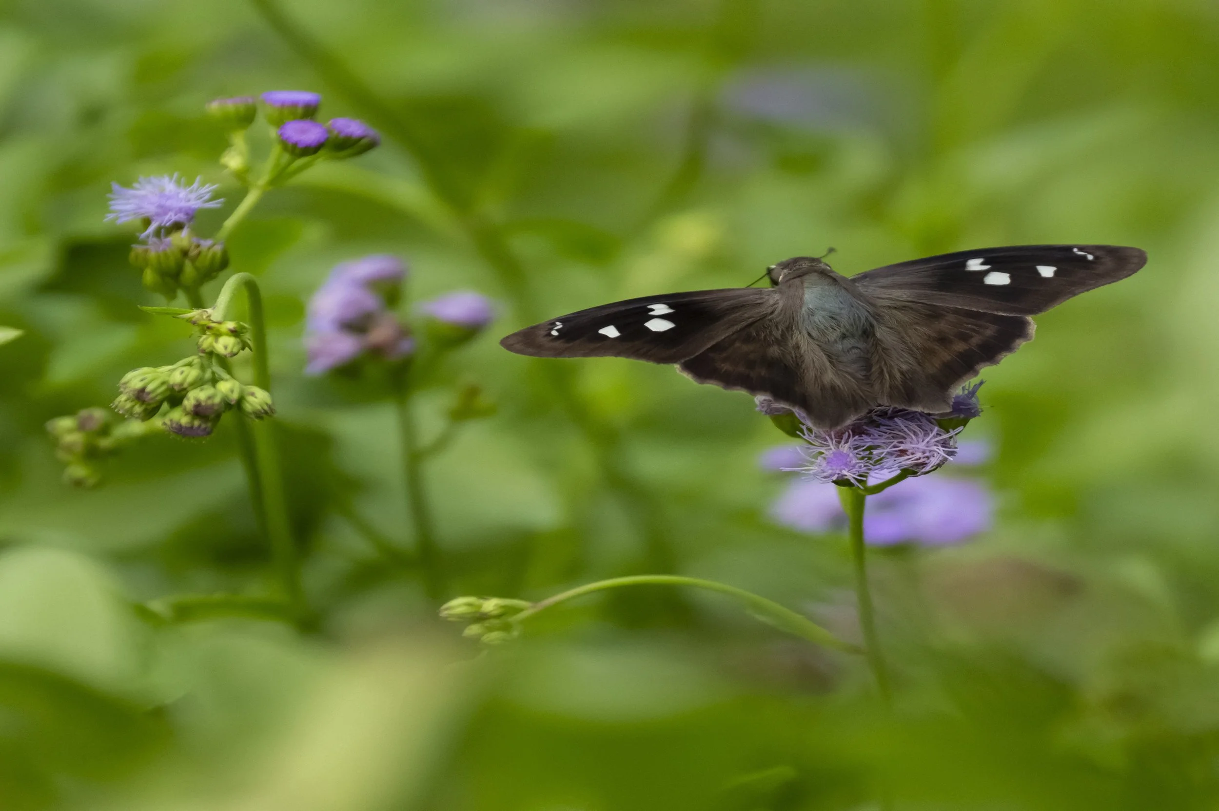 threespottedskipper24a.jpg