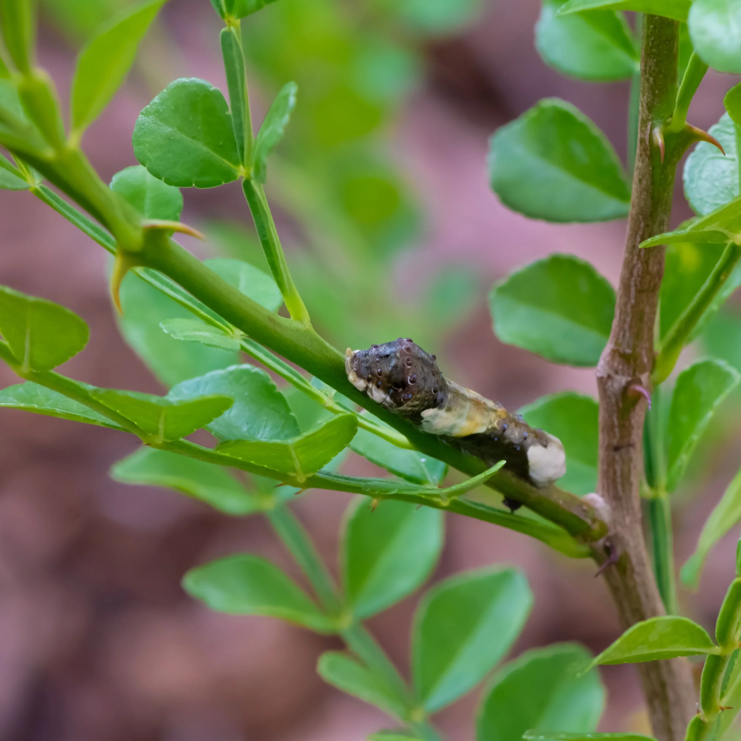 giantswallowtailcaterpillarwildlime.jpg