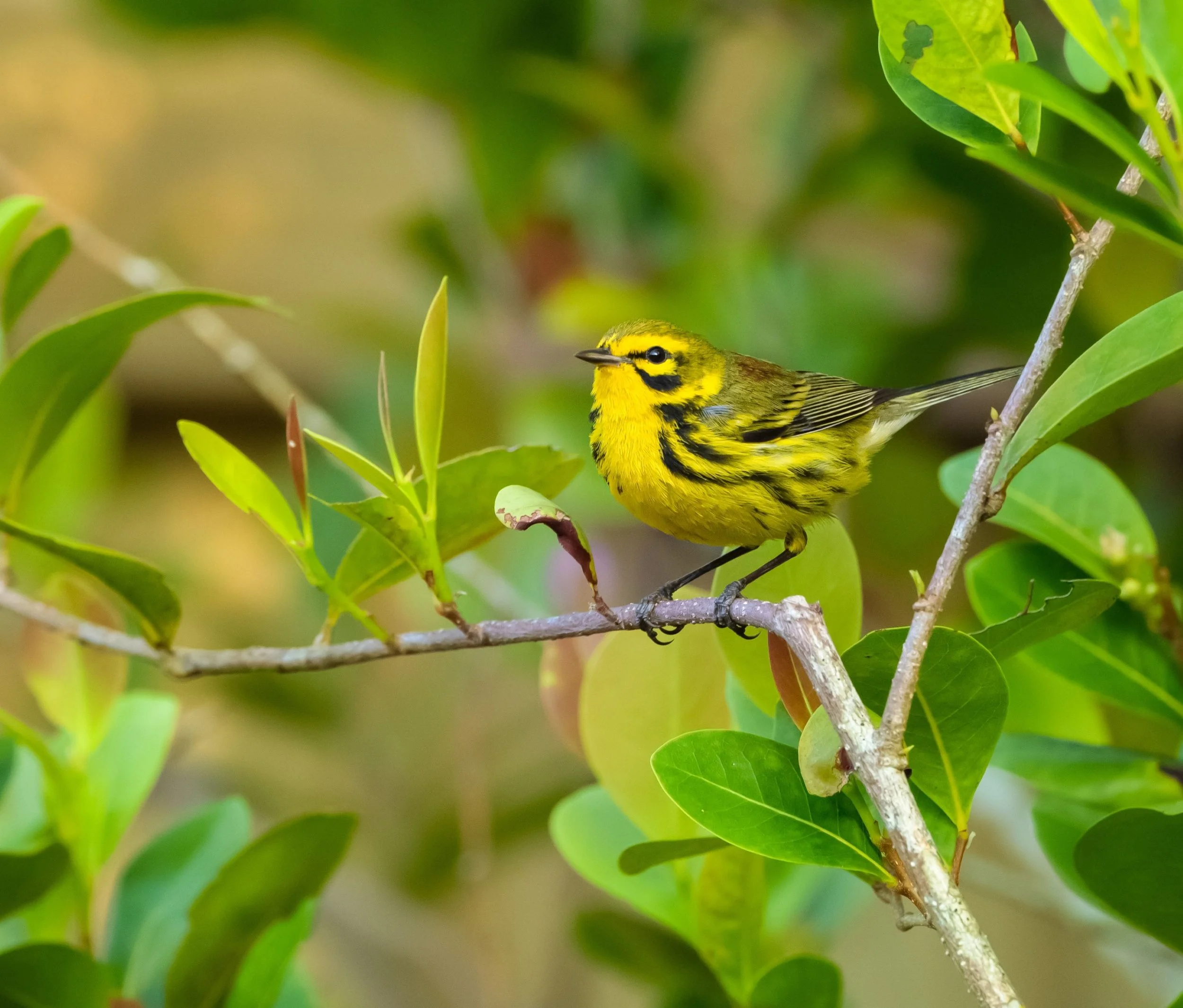 prairiewarbler24.jpg