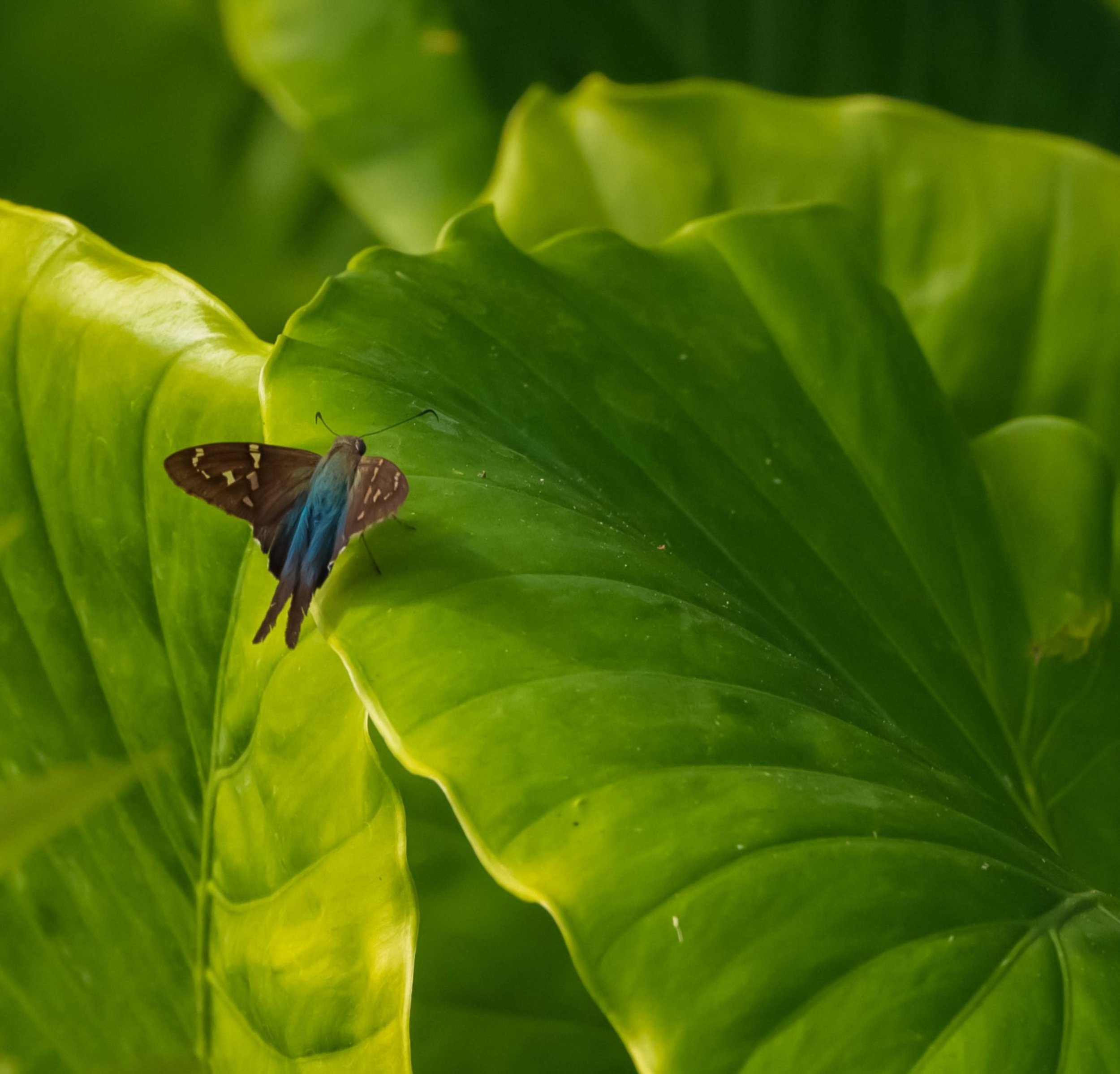 longtailedskipper.jpg