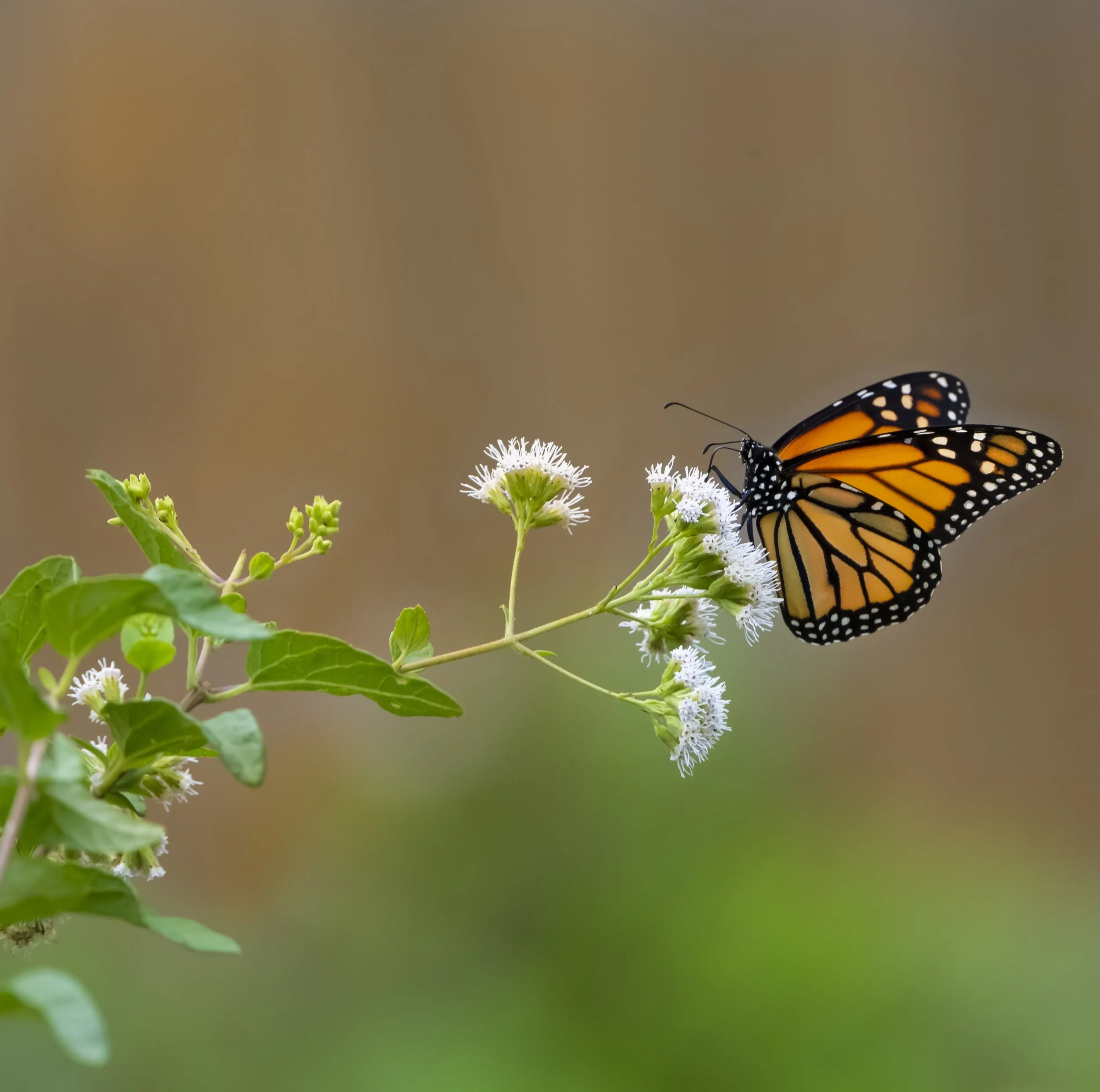 monarch22h.jpg