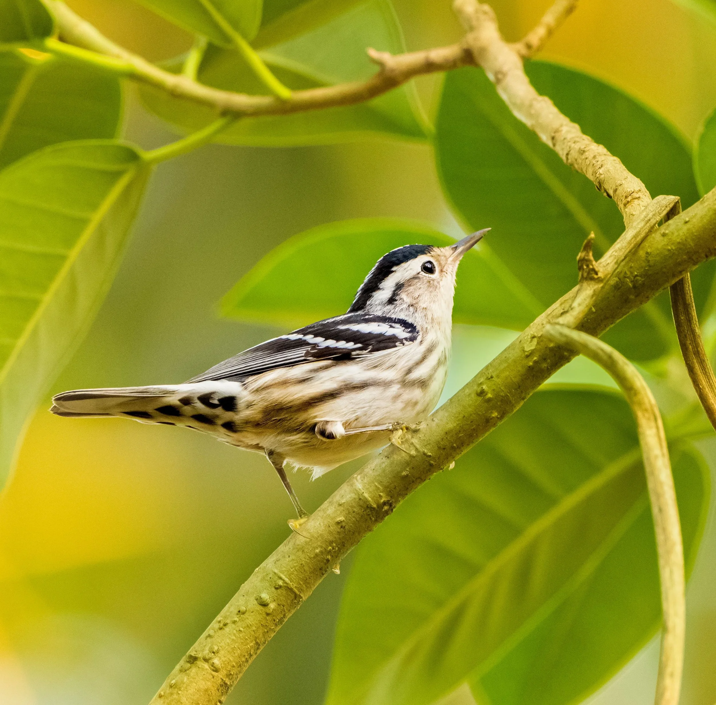 blackandwhitewarbler.jpg