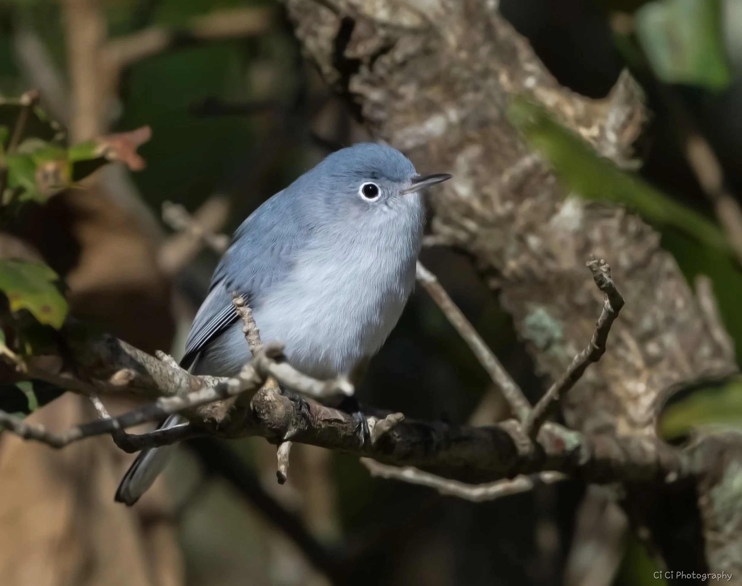 bluegraygnatcher24.jpg