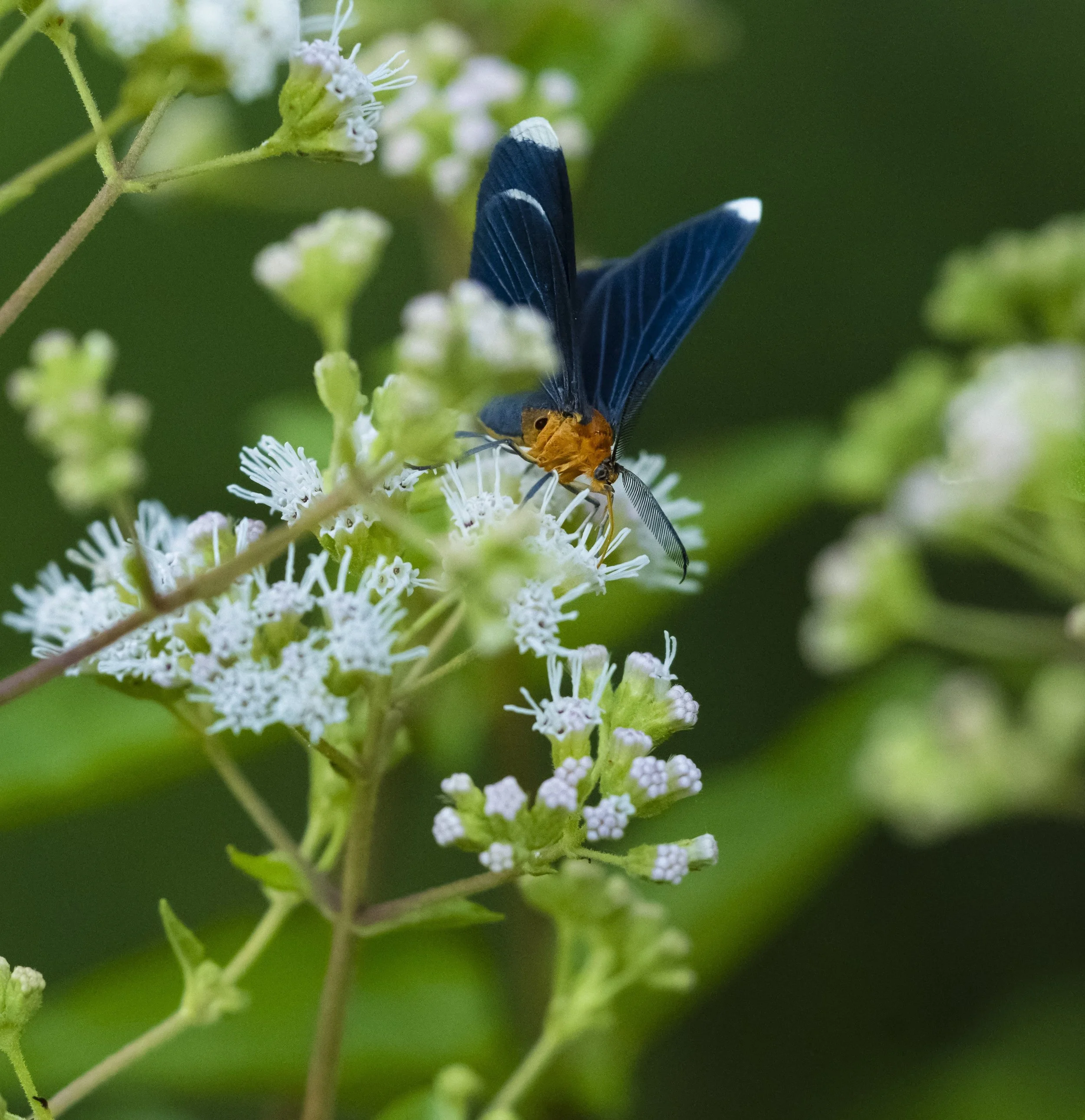 WhitetippedBlackmoth24b.jpg