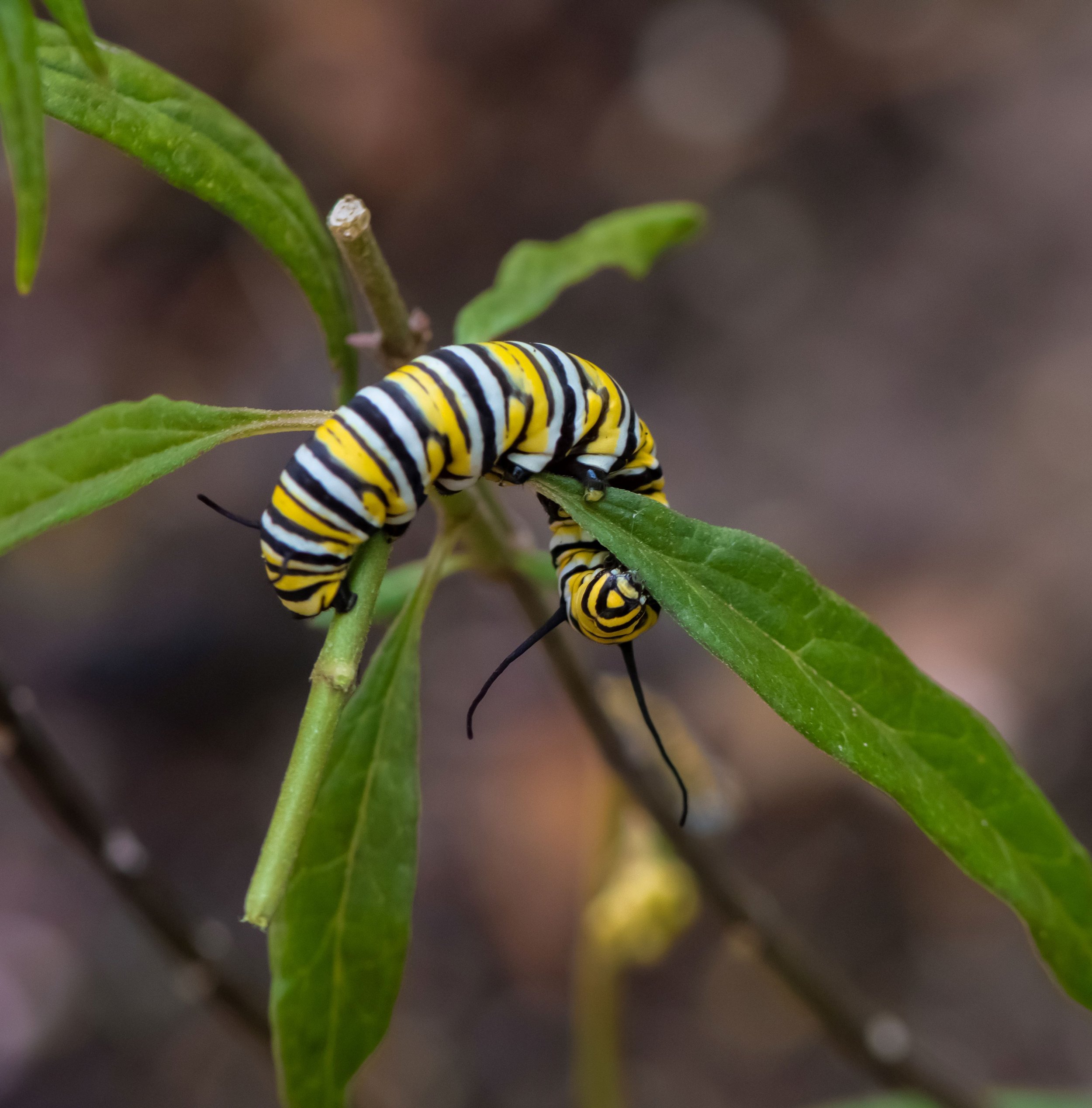 monarchcaterpillar23.jpg