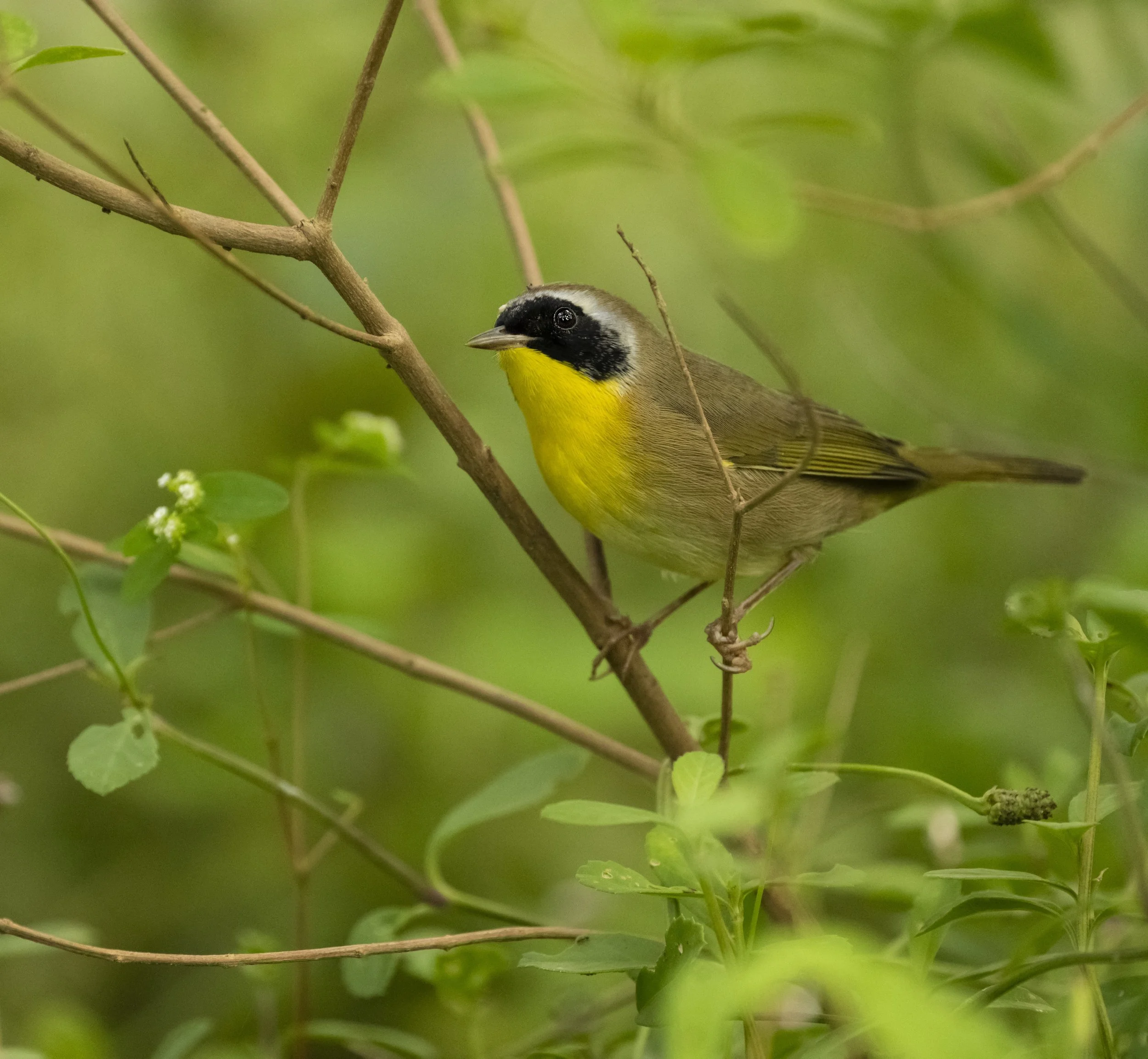 commonyellowthroatmale24.jpg