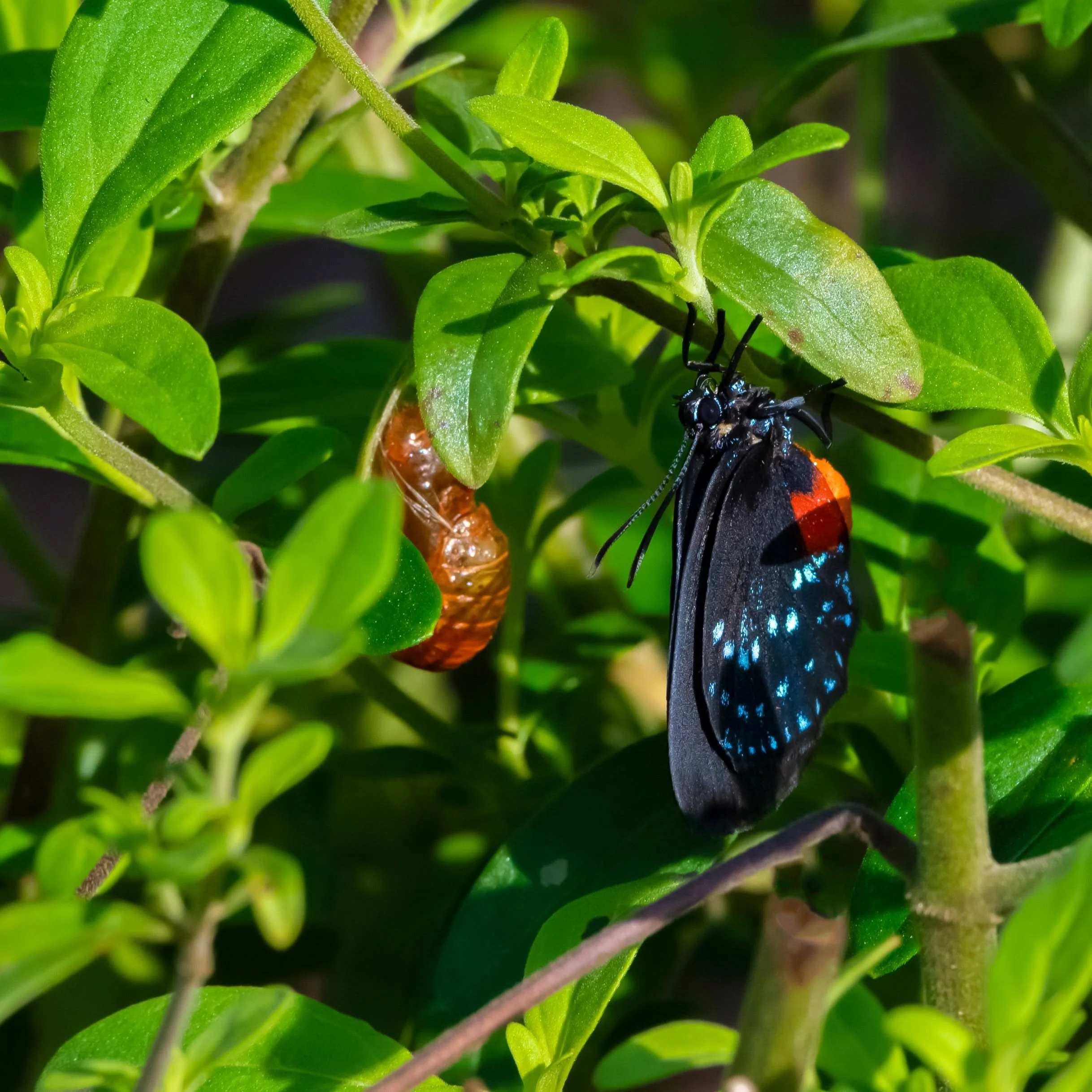 atalabutterfly.jpg